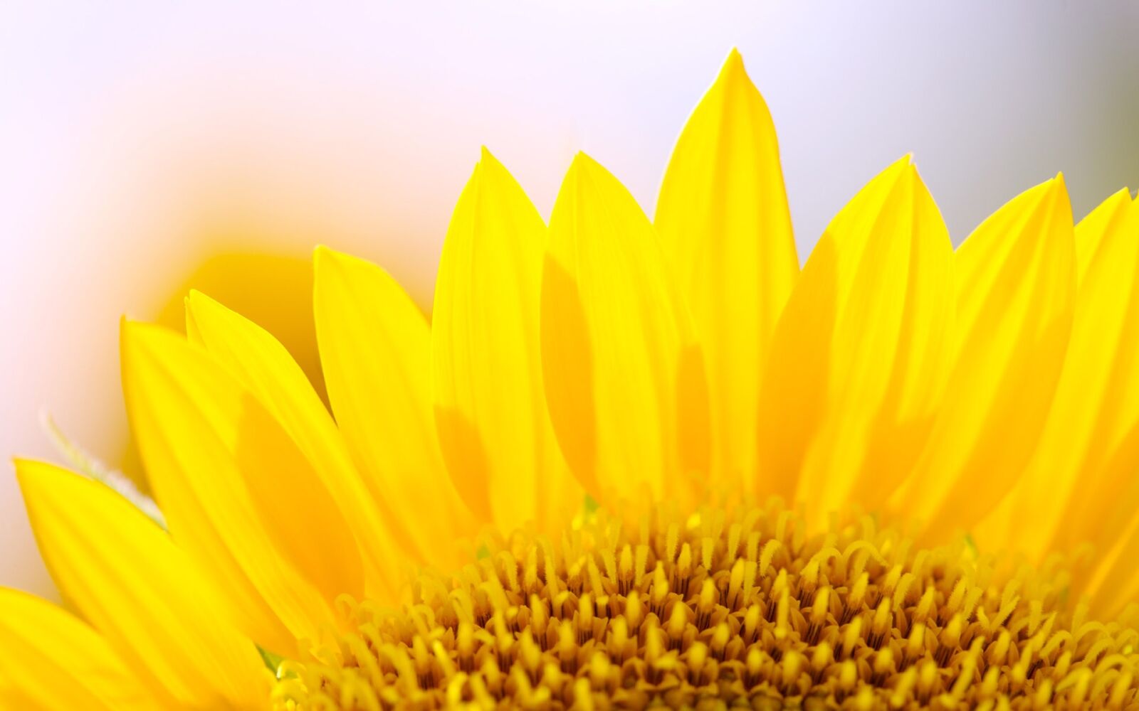 Canon EOS-1Ds Mark II sample photo. Sunshine, flowers, sunflower photography