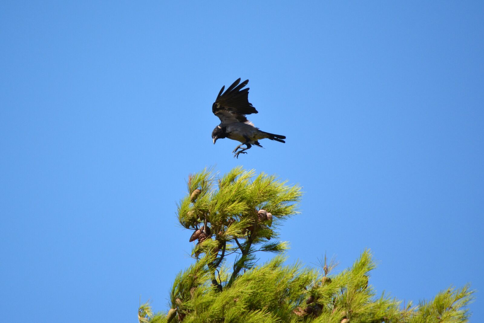Nikon D5200 sample photo. Crow, bird, nature photography