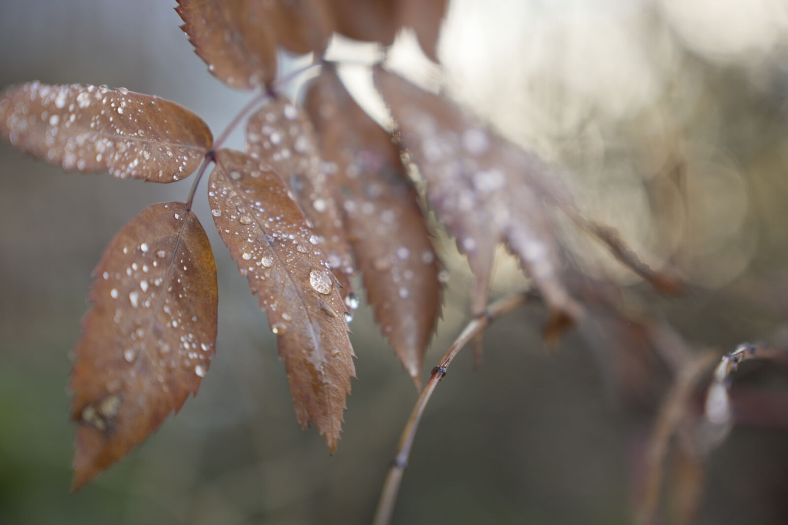 Sony FX30 sample photo. Autumn droplets photography