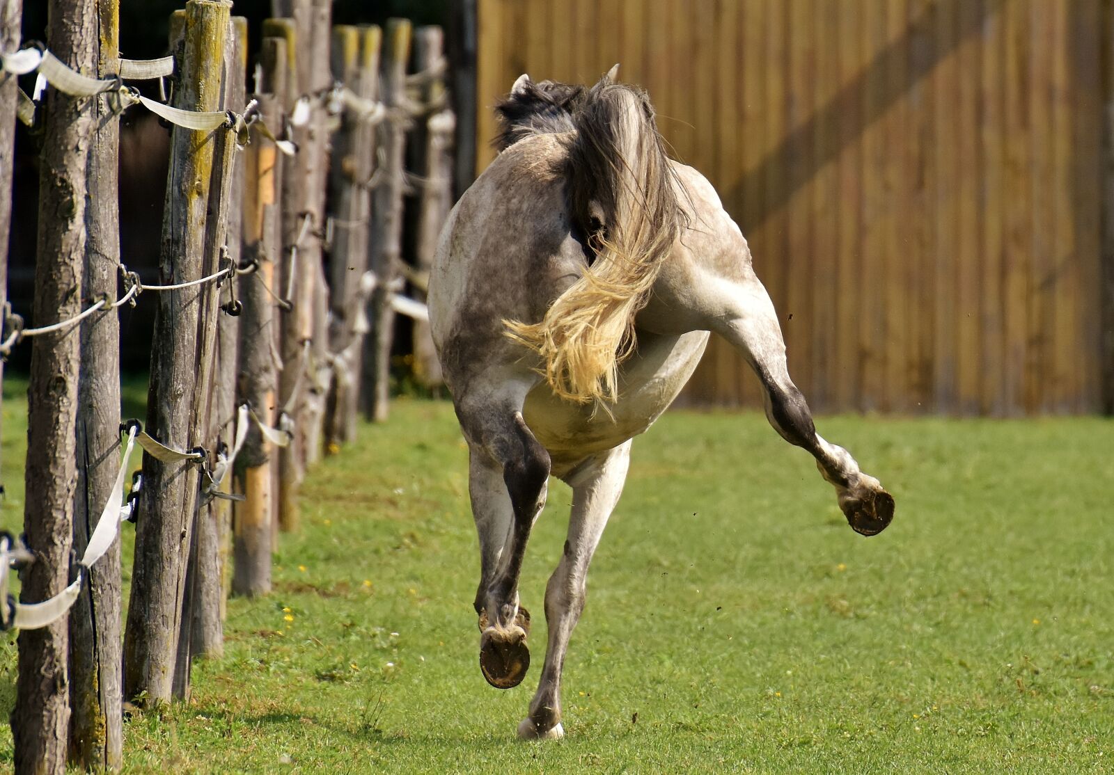 Nikon D7200 sample photo. Mold, horse, love for photography