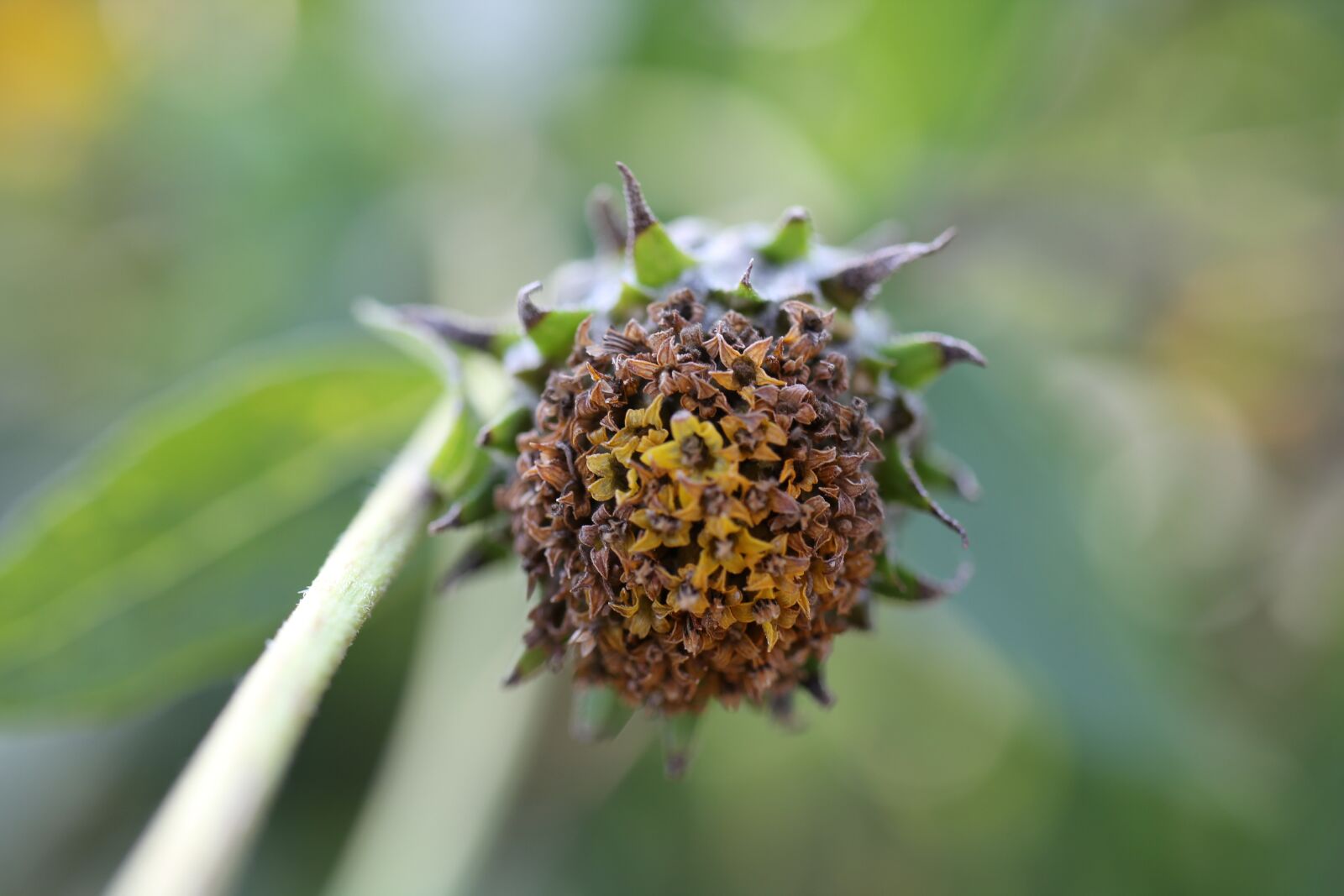 Canon EOS 550D (EOS Rebel T2i / EOS Kiss X4) sample photo. Seeds, flower, plant photography