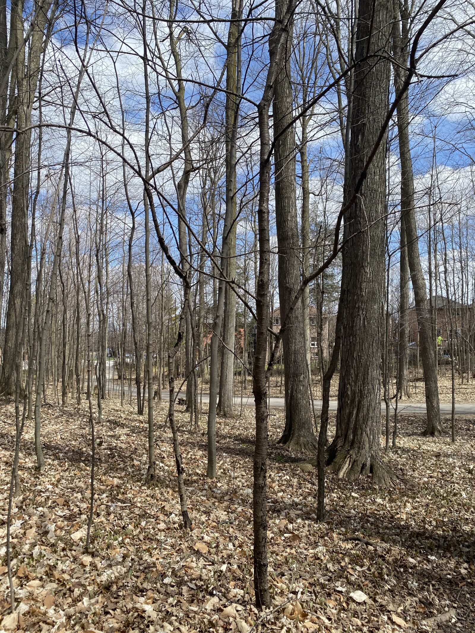 Apple iPhone 11 Pro Max sample photo. Forest, trees, tr photography