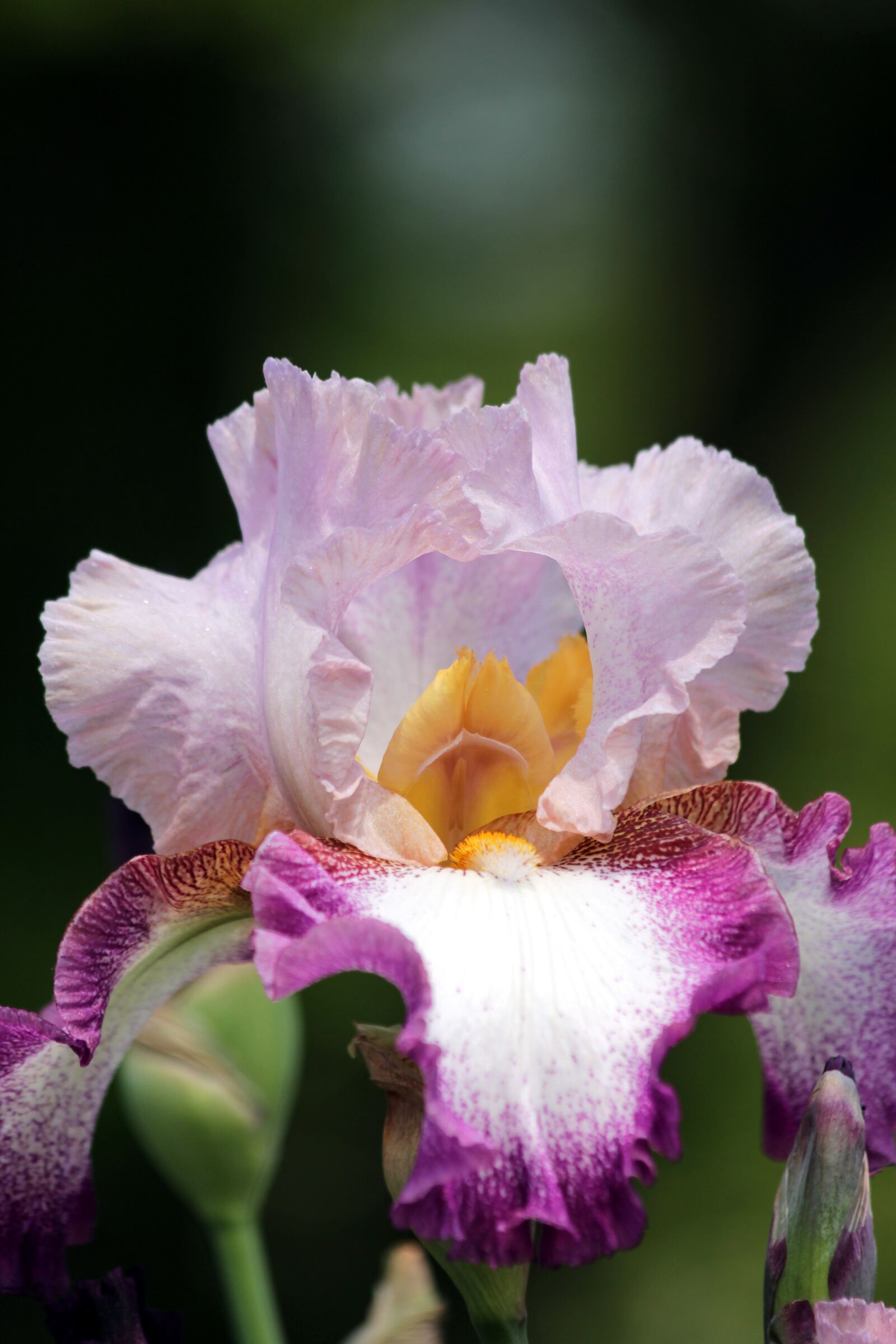 Canon EOS 650D (EOS Rebel T4i / EOS Kiss X6i) sample photo. Iris, flower, garden flowers photography