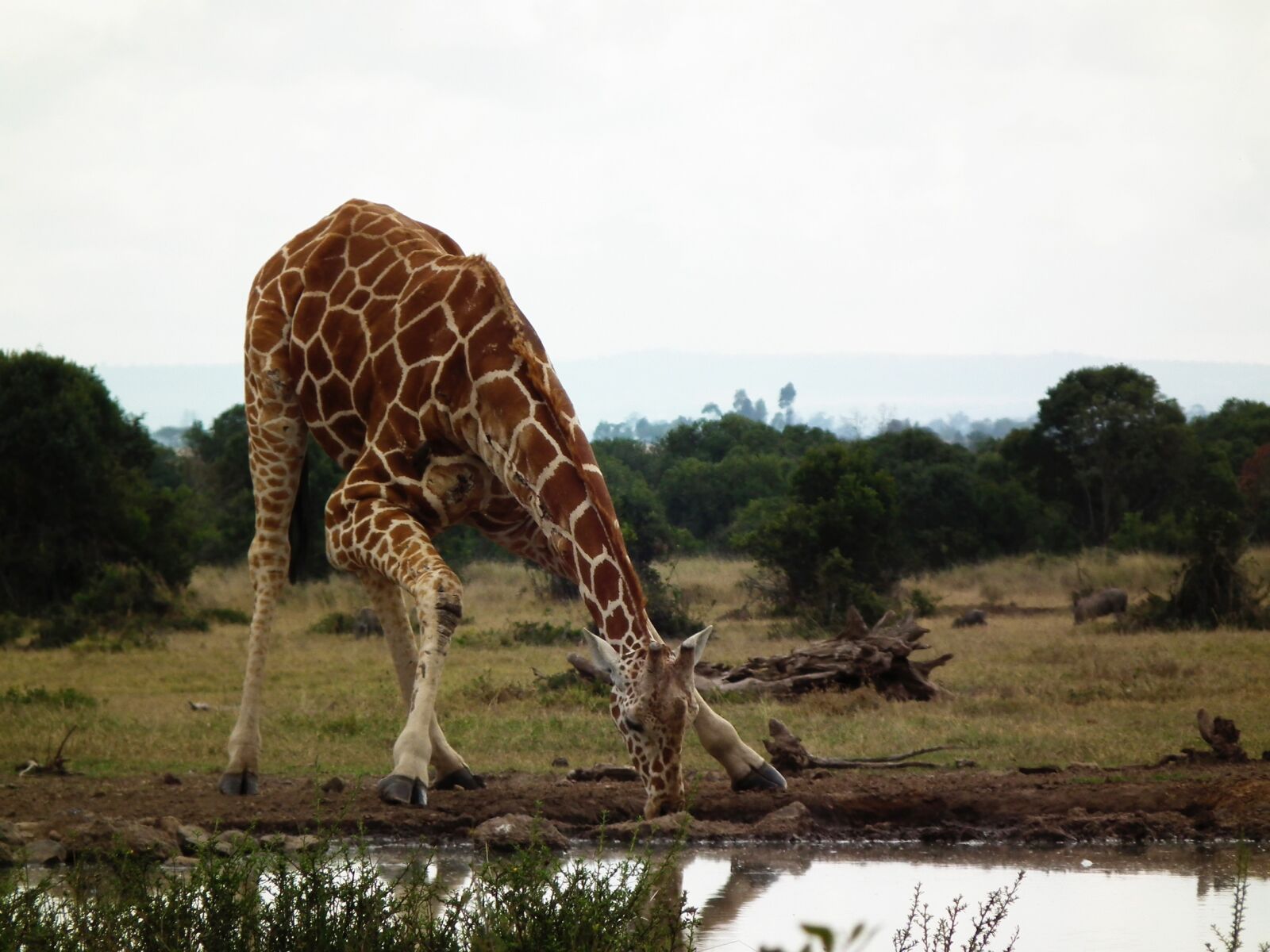 FujiFilm FinePix HS10 (FinePix HS11) sample photo. Giraffe, kenya, africa photography