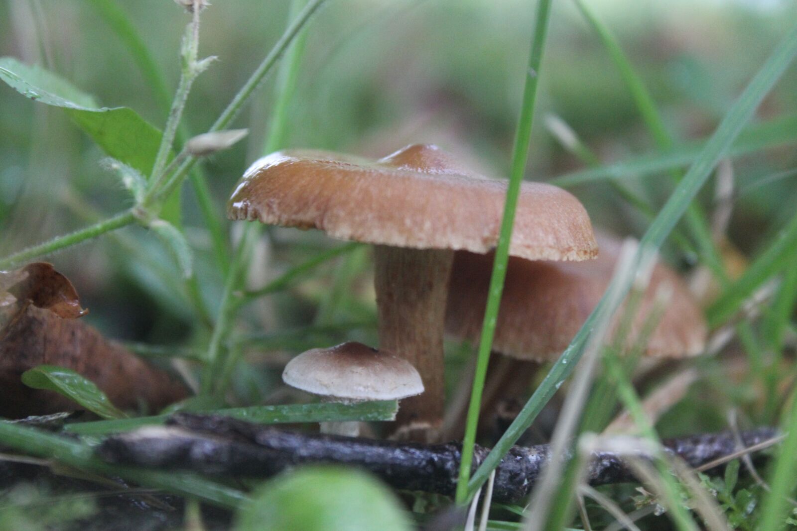 Canon EOS 600D (Rebel EOS T3i / EOS Kiss X5) sample photo. Mushroom, natural, nature photography