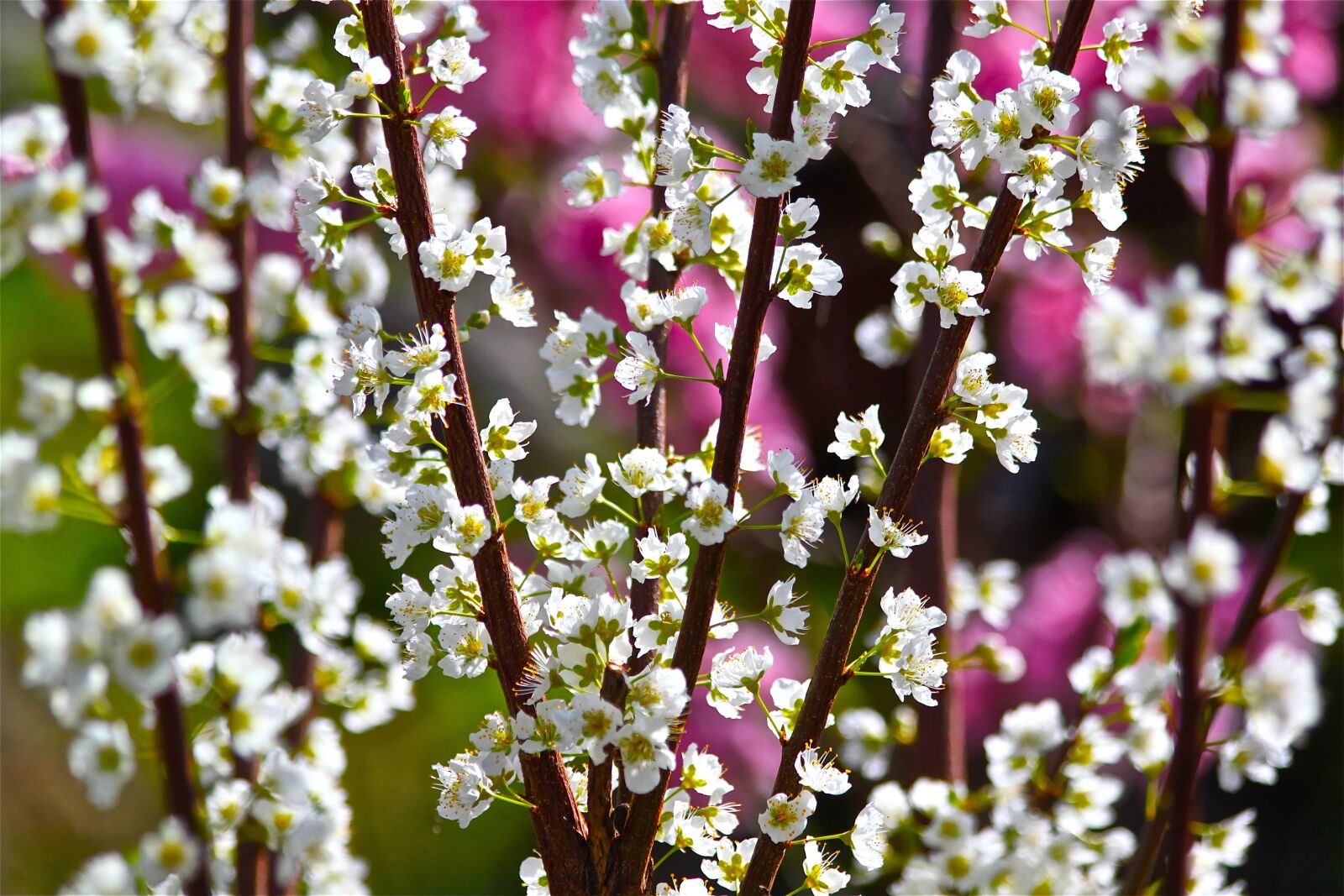 Canon EOS 500D (EOS Rebel T1i / EOS Kiss X3) sample photo. Flower, flora, nature photography