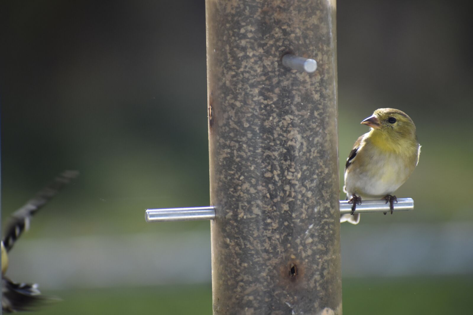 Nikon D3400 sample photo. Goldfinch, finch, bi photography