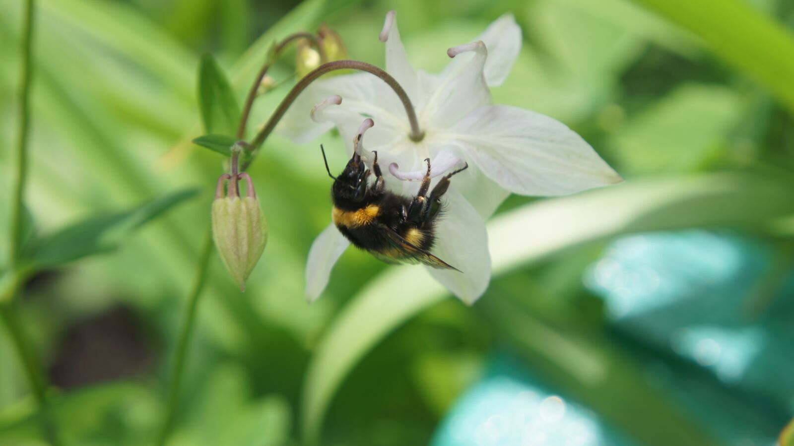 Sony SLT-A55 (SLT-A55V) sample photo. Aquilegia, bumblebee, flower photography
