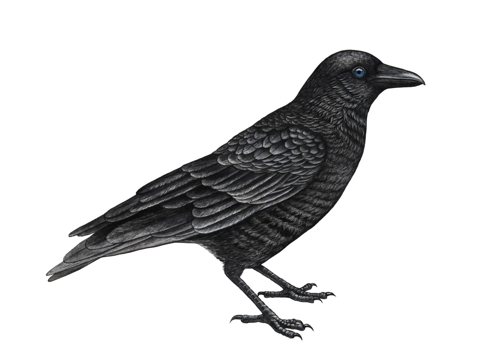 Canon EOS 5D Mark II sample photo. Crow, raven, black photography