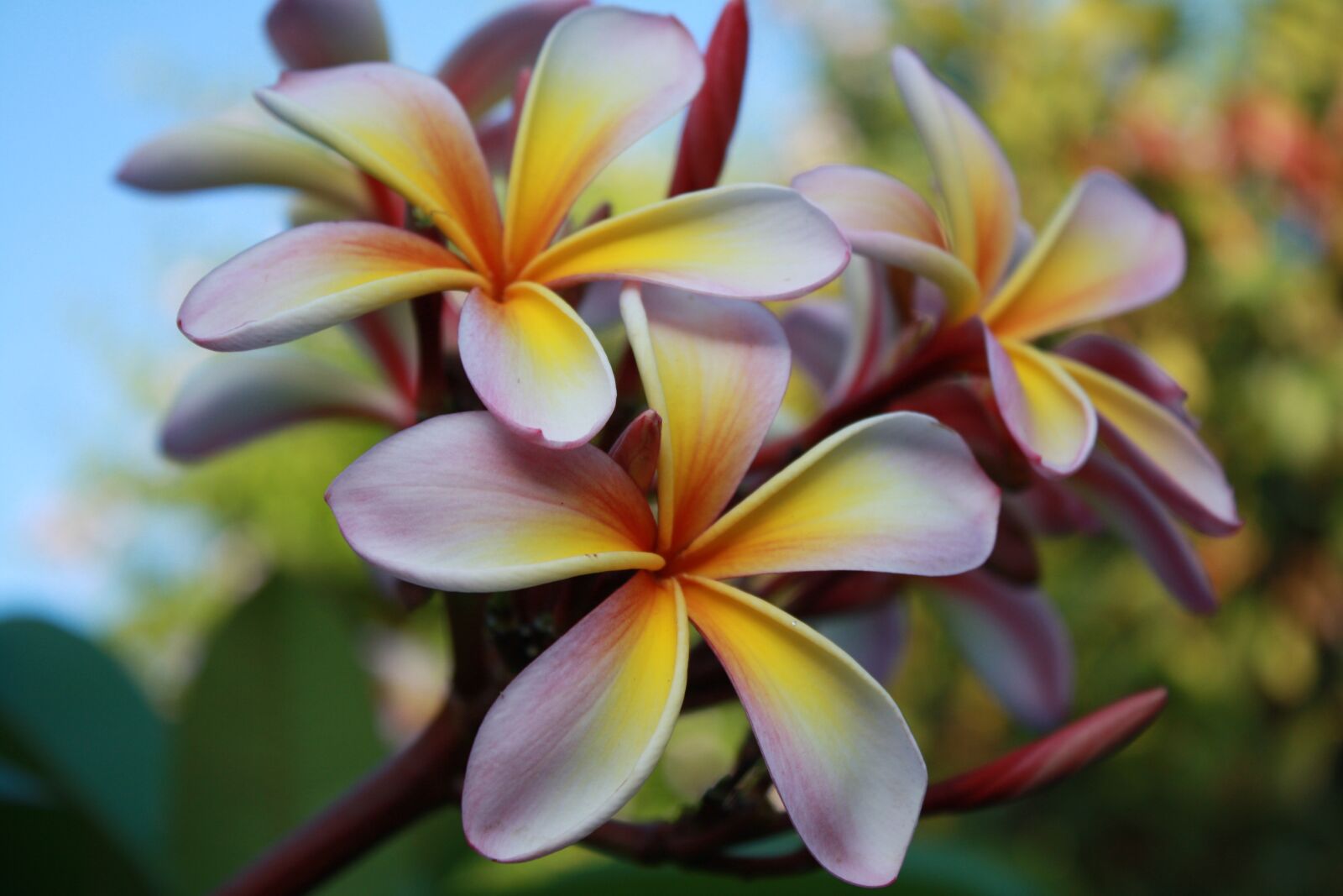 Canon EOS 1000D (EOS Digital Rebel XS / EOS Kiss F) sample photo. Frangipani, flowers, white photography