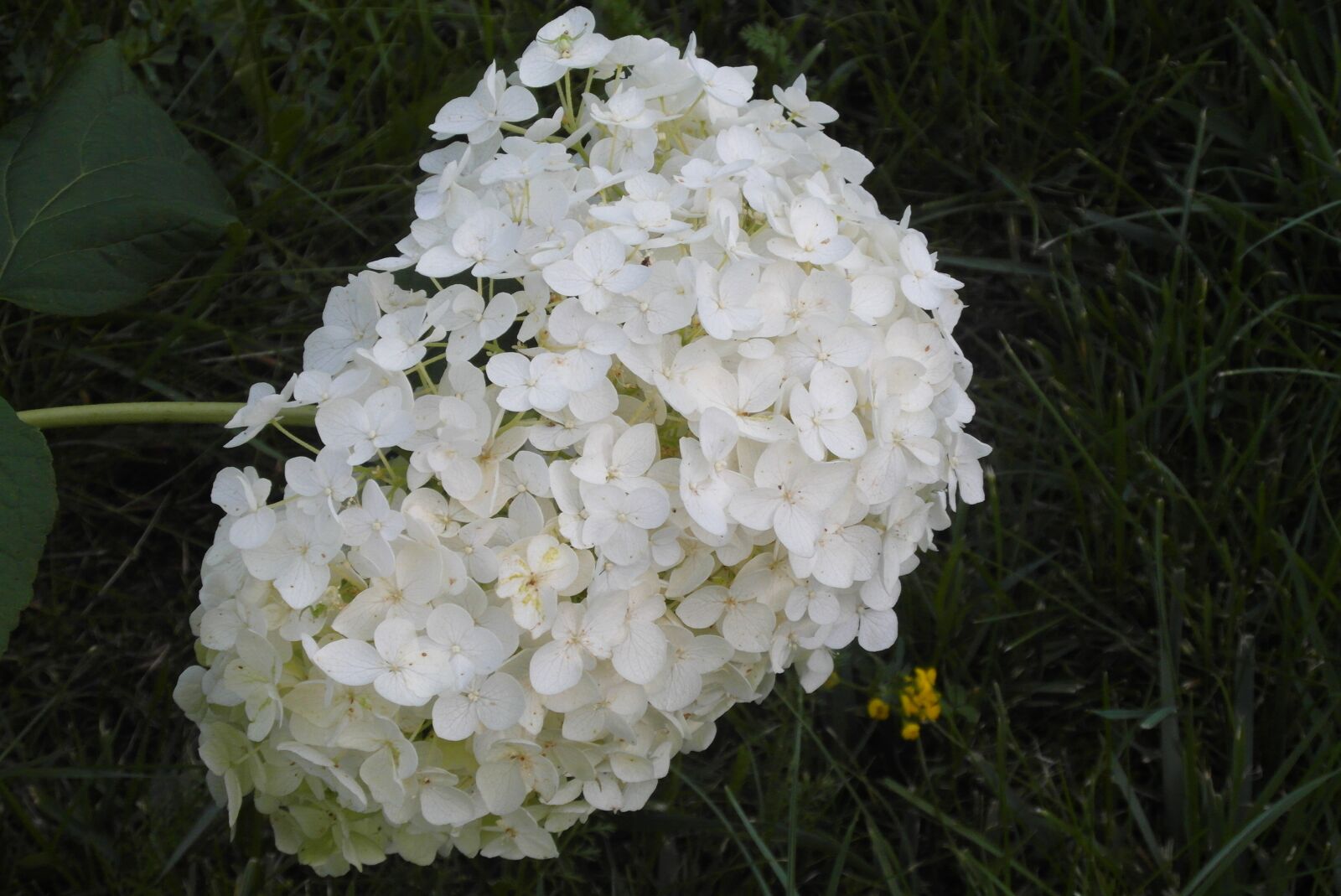 Samsung WB750 sample photo. Hydrangea, garden, flower photography