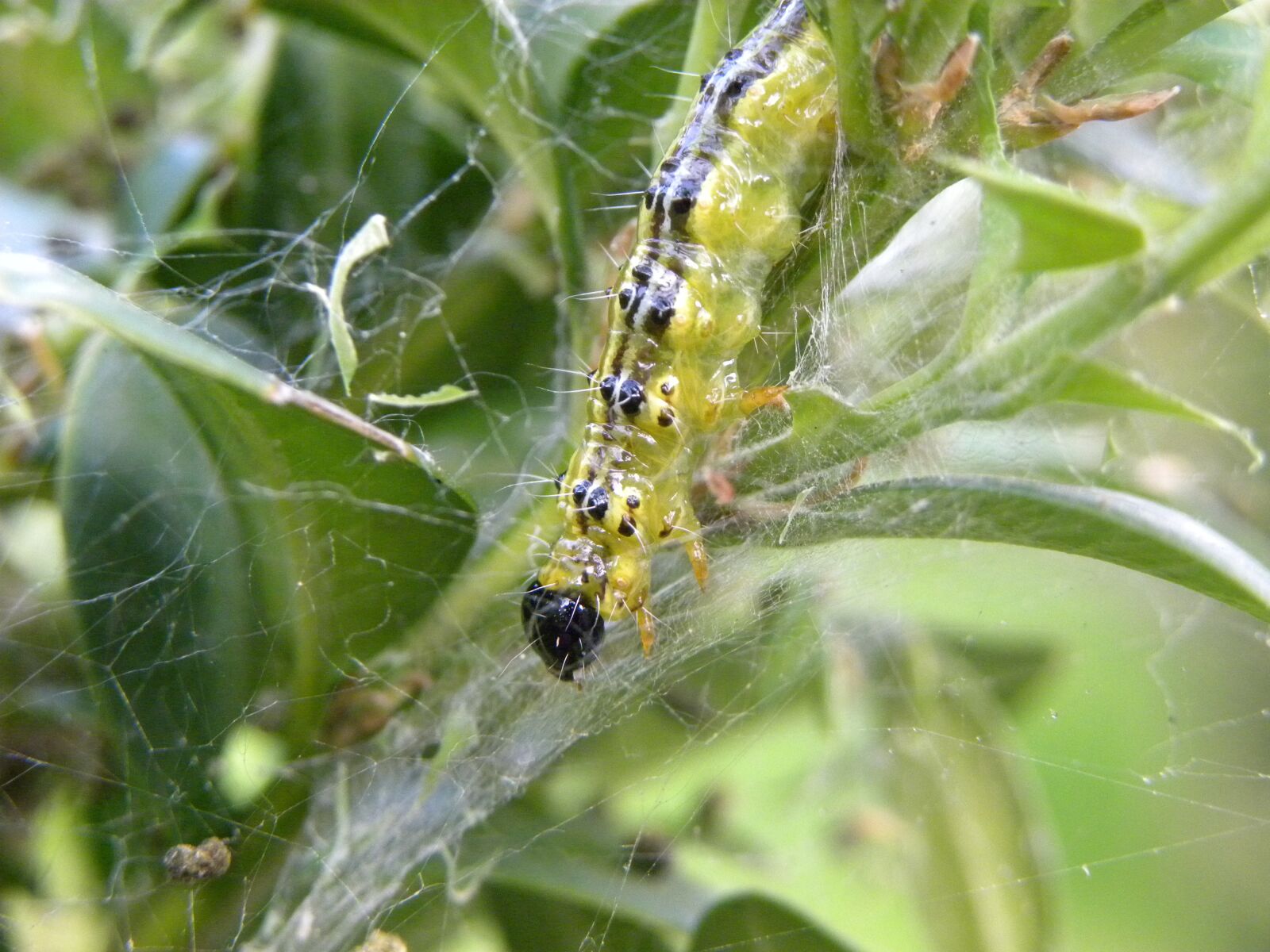 Nikon Coolpix P90 sample photo. Bug, nature, caterpillar photography