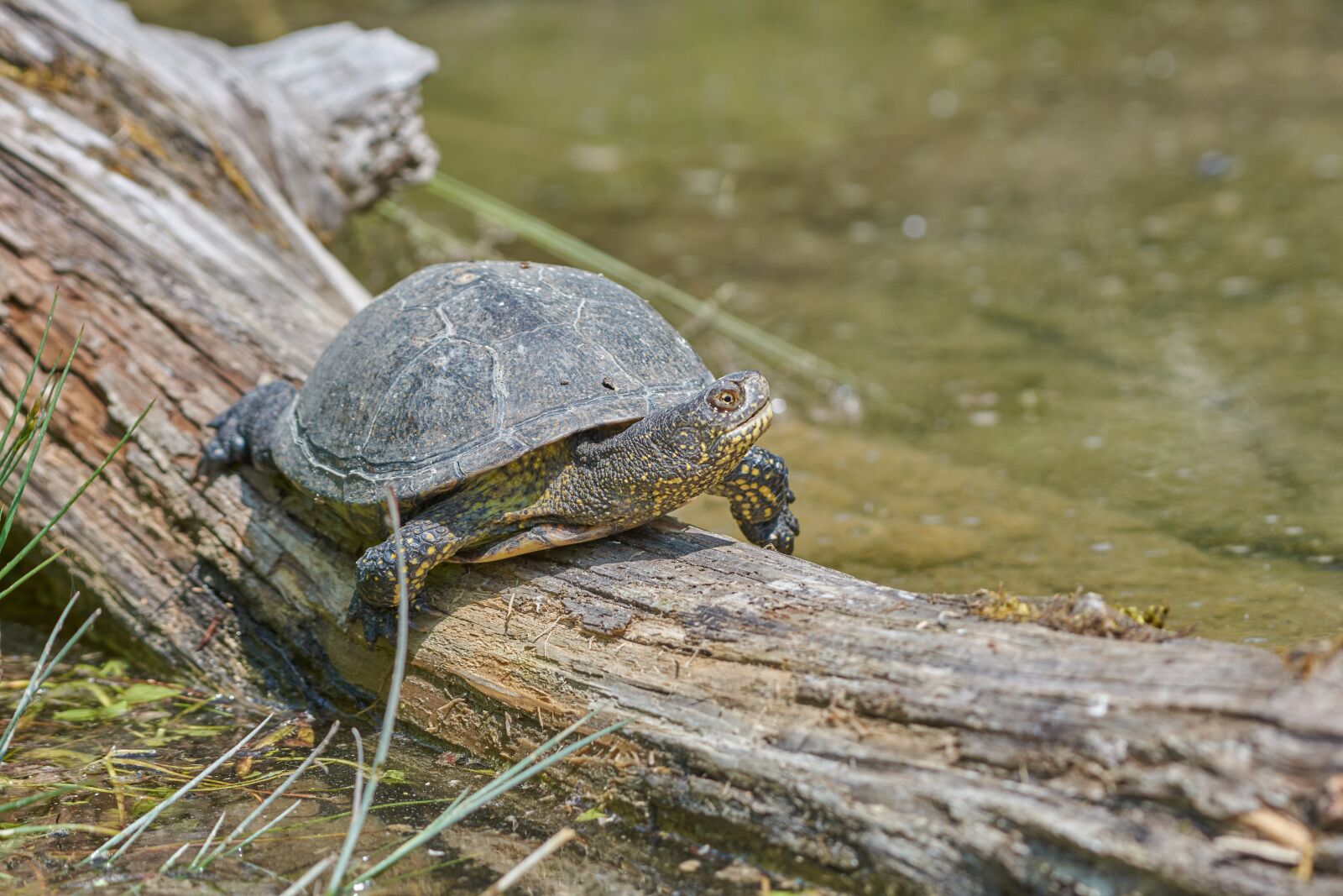 Nikon AF-S Nikkor 200-500mm F5.6E ED VR sample photo. Turtle, tribe, water photography