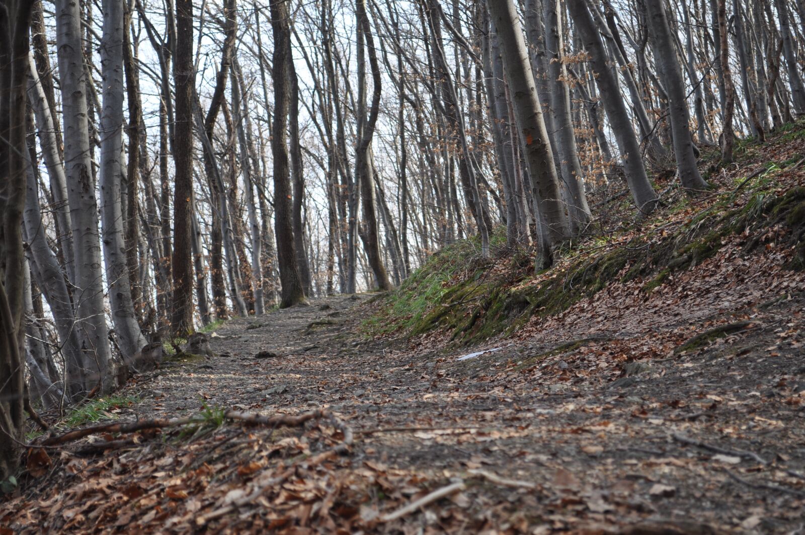 Nikon D5000 sample photo. Path, hiking, trail photography