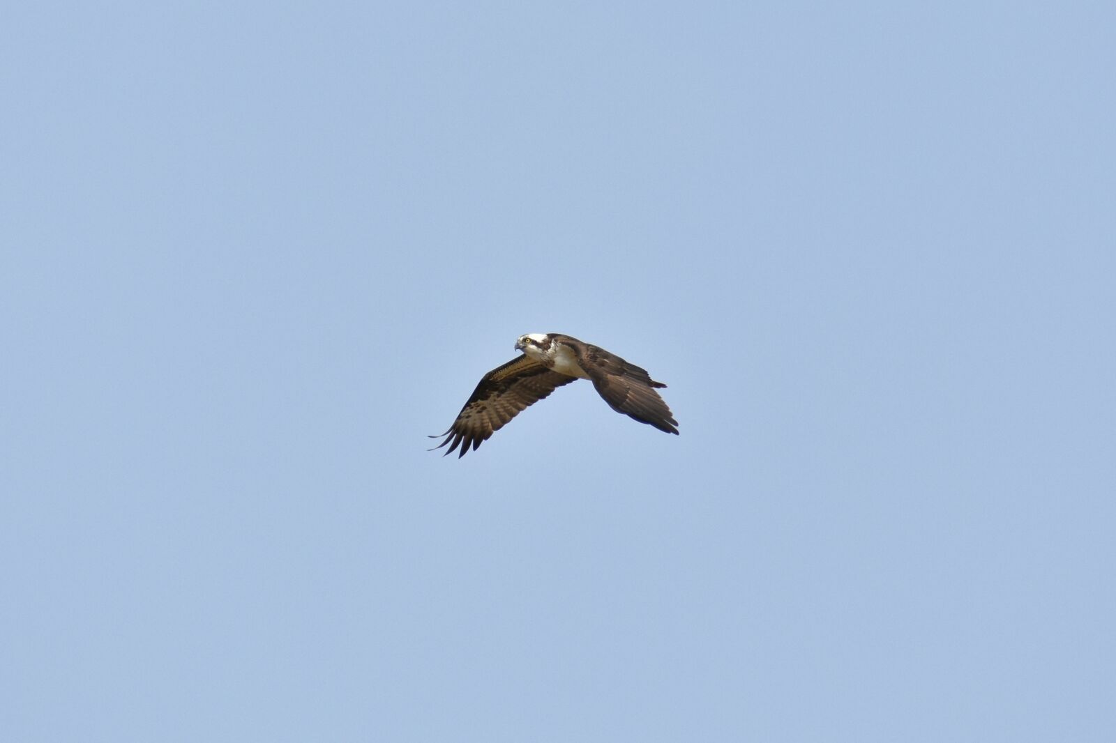 Nikon D7200 sample photo. Animal, sky, bird photography