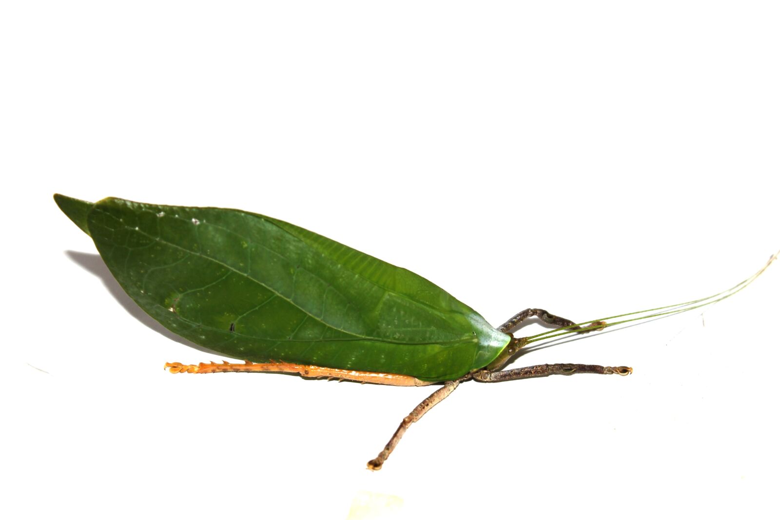 Canon EOS 1100D (EOS Rebel T3 / EOS Kiss X50) sample photo. Leaf beetle, insect, green photography