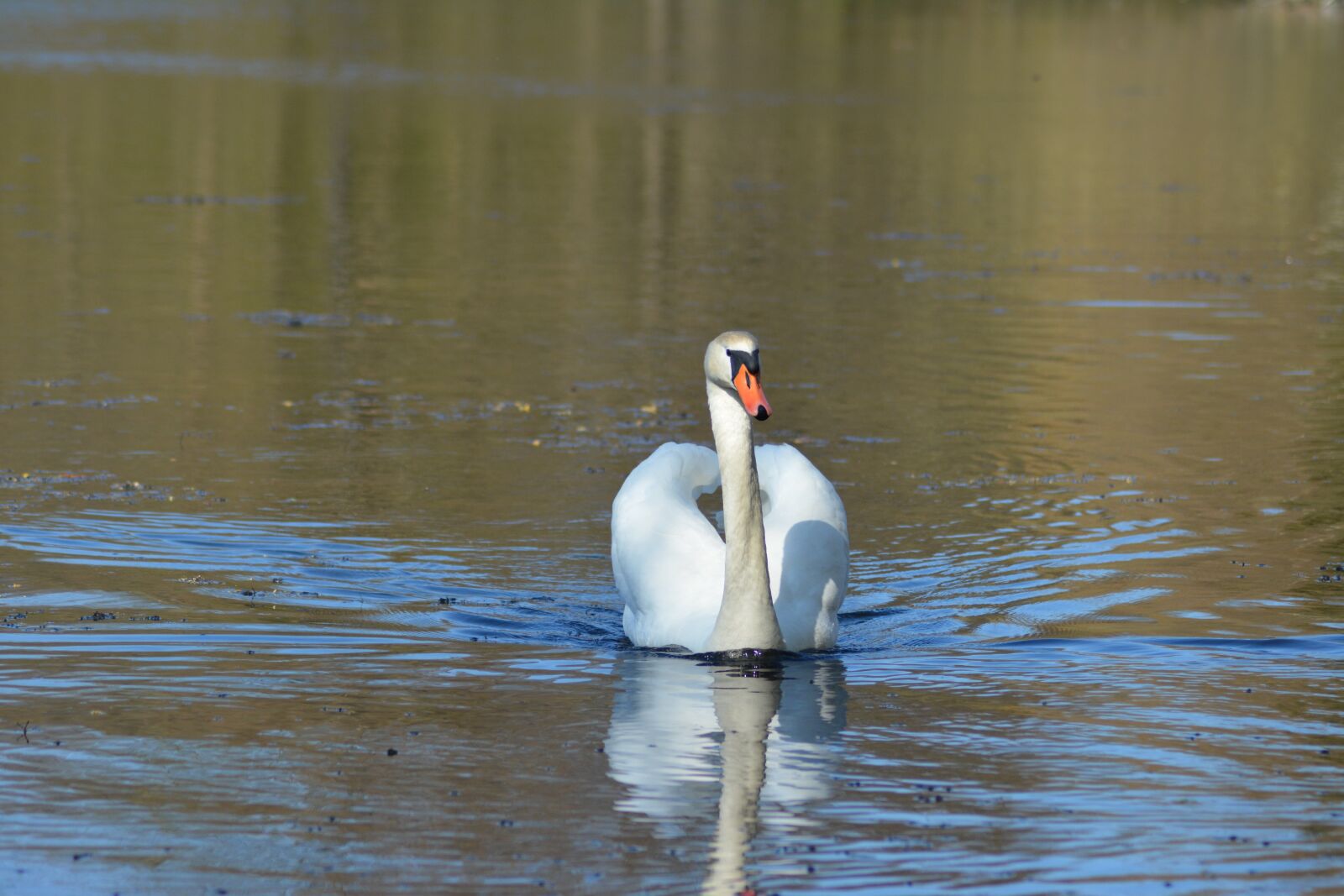 Nikon D5200 sample photo. Swan, spring, lake photography