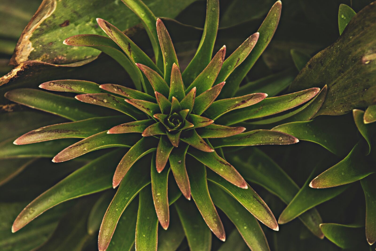 Nikon D7100 sample photo. Nature, plant, leaf plants photography