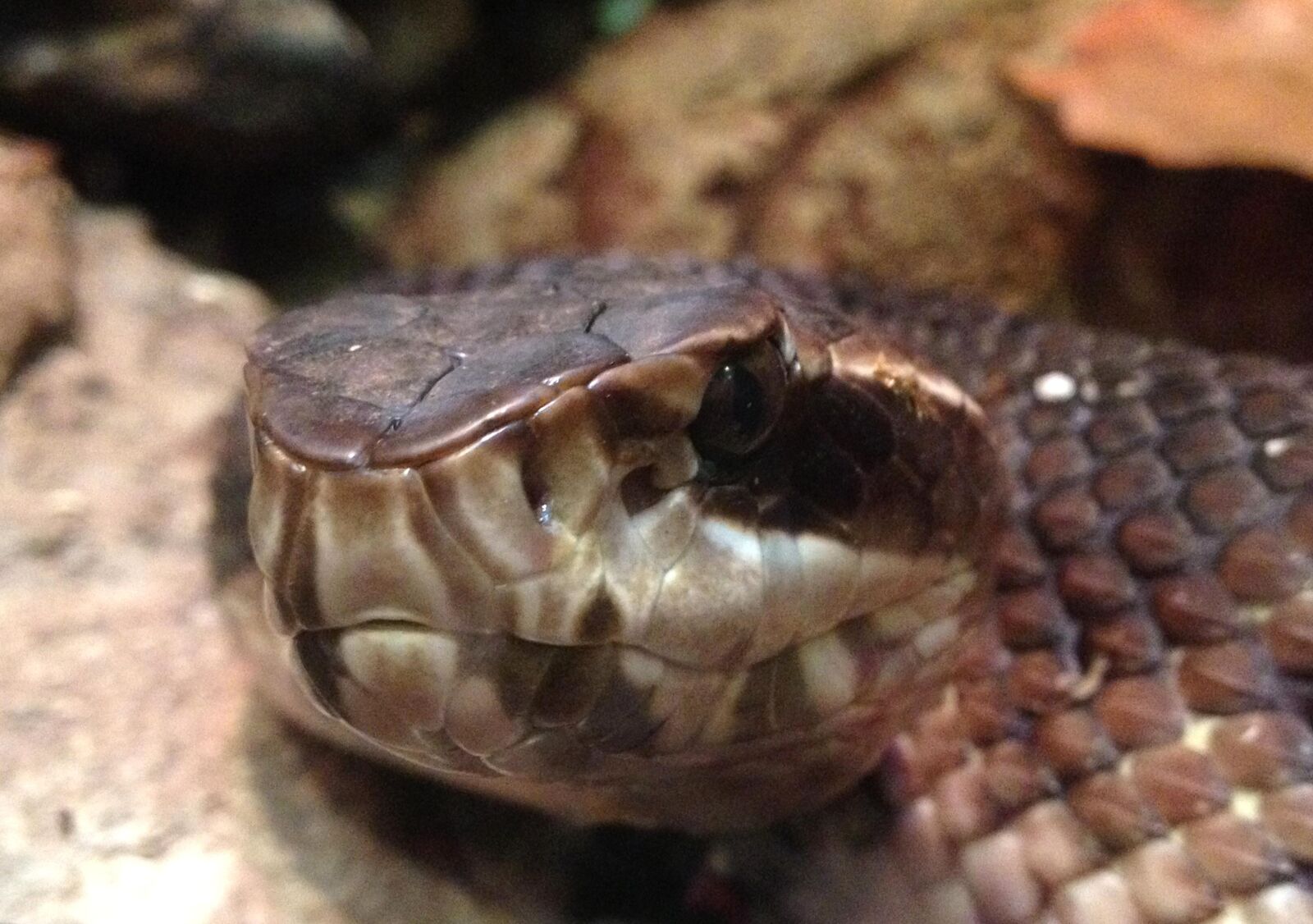 Apple iPhone 4S sample photo. Cottonmouth, snake, head, water photography