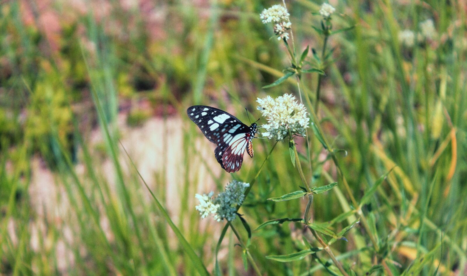 Canon EOS 1200D (EOS Rebel T5 / EOS Kiss X70 / EOS Hi) sample photo. Butterfly, insect, nature photography