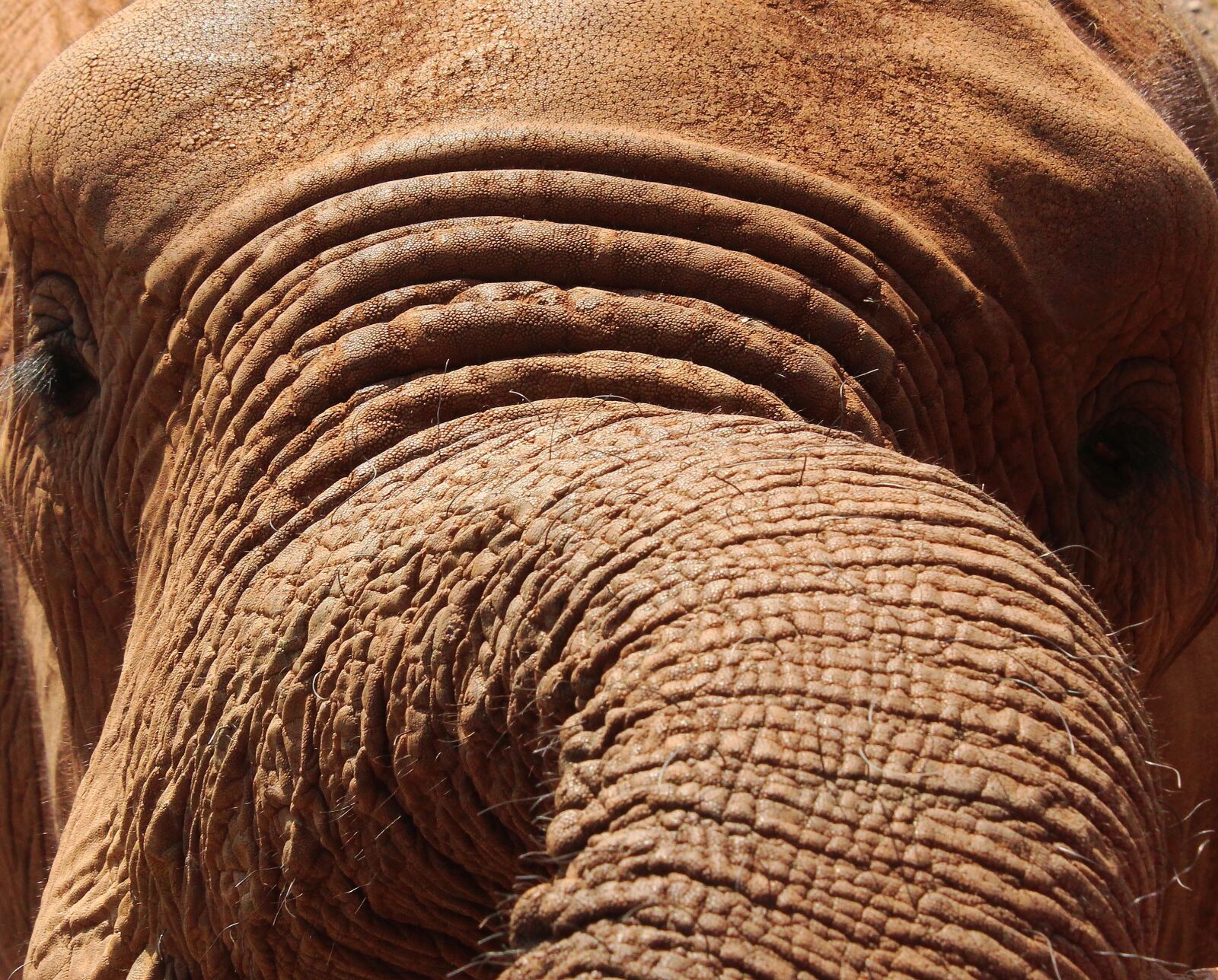 Canon EOS 1300D (EOS Rebel T6 / EOS Kiss X80) sample photo. Elephant, close-up, trunk photography