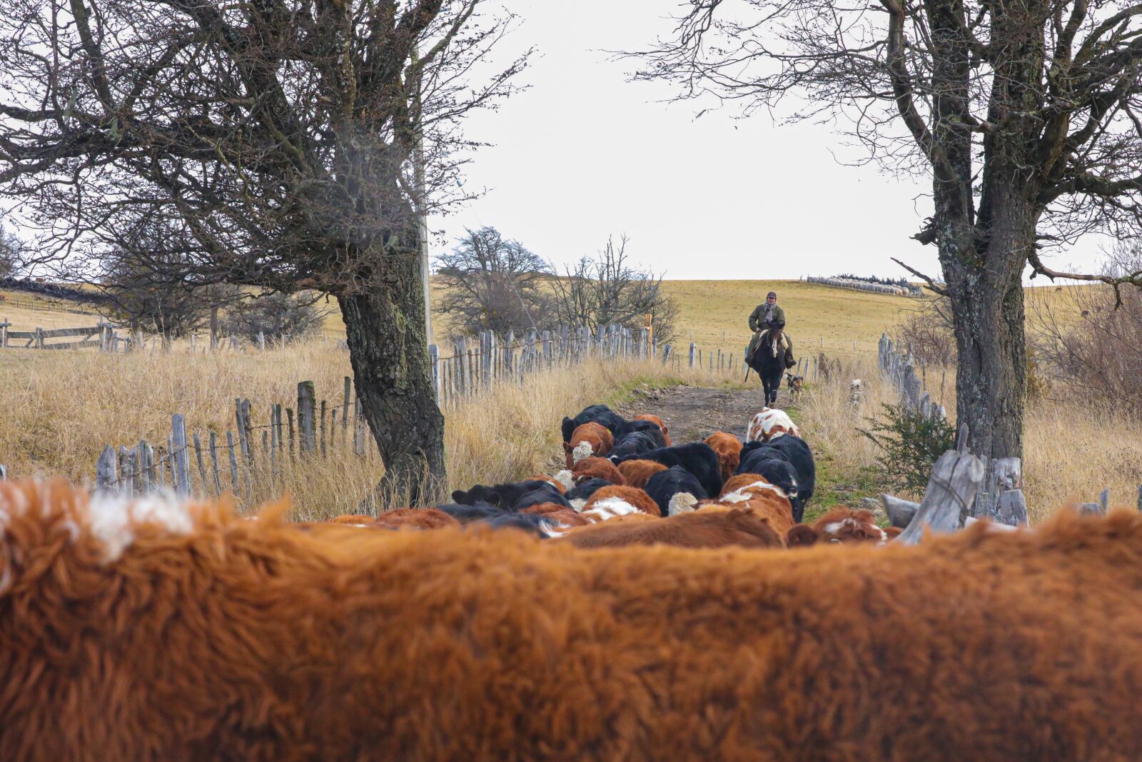 Canon EOS 5D Mark IV sample photo. Livestock, aysen, chilean patagonia photography
