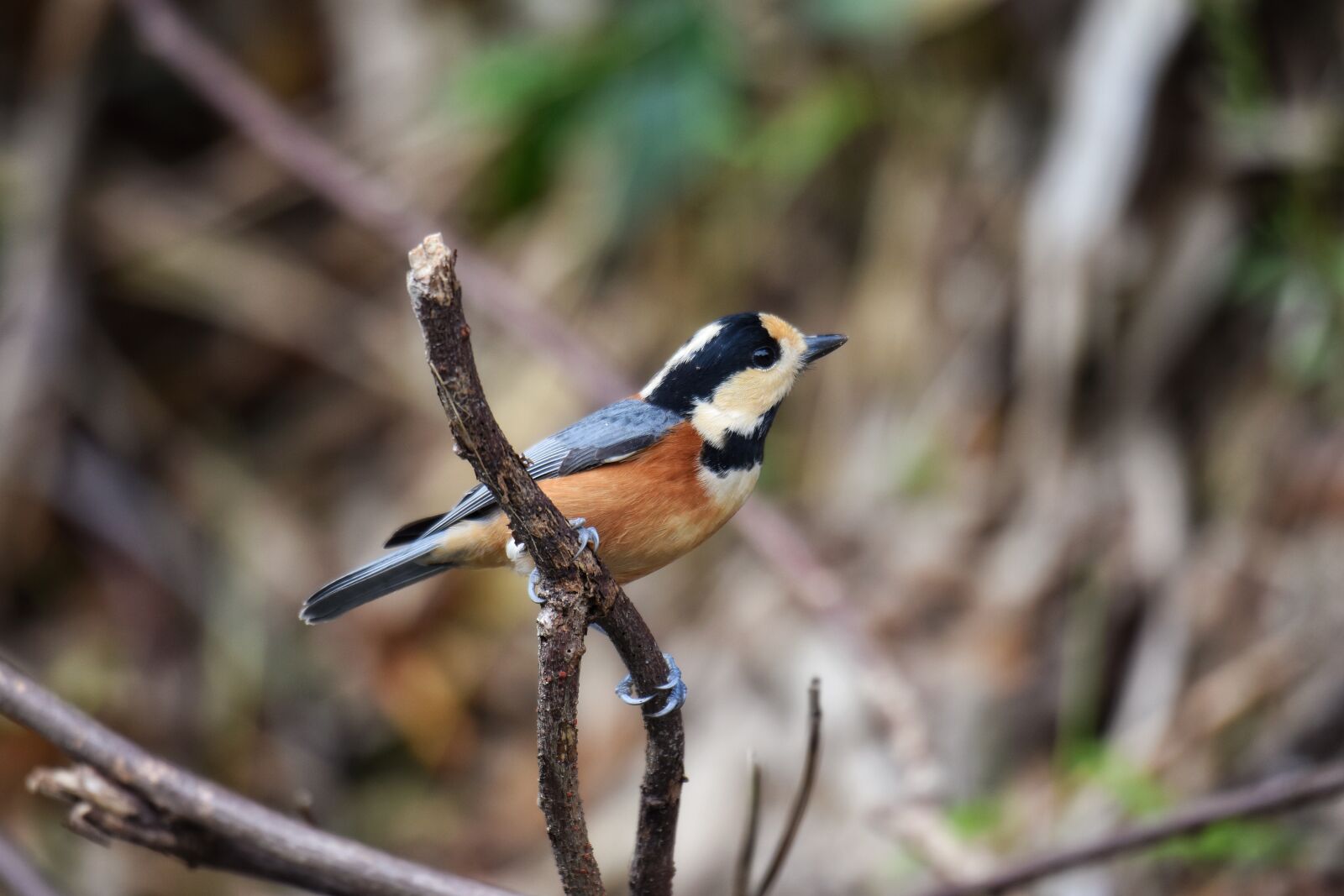 Nikon D7200 sample photo. Animal, forest, green photography