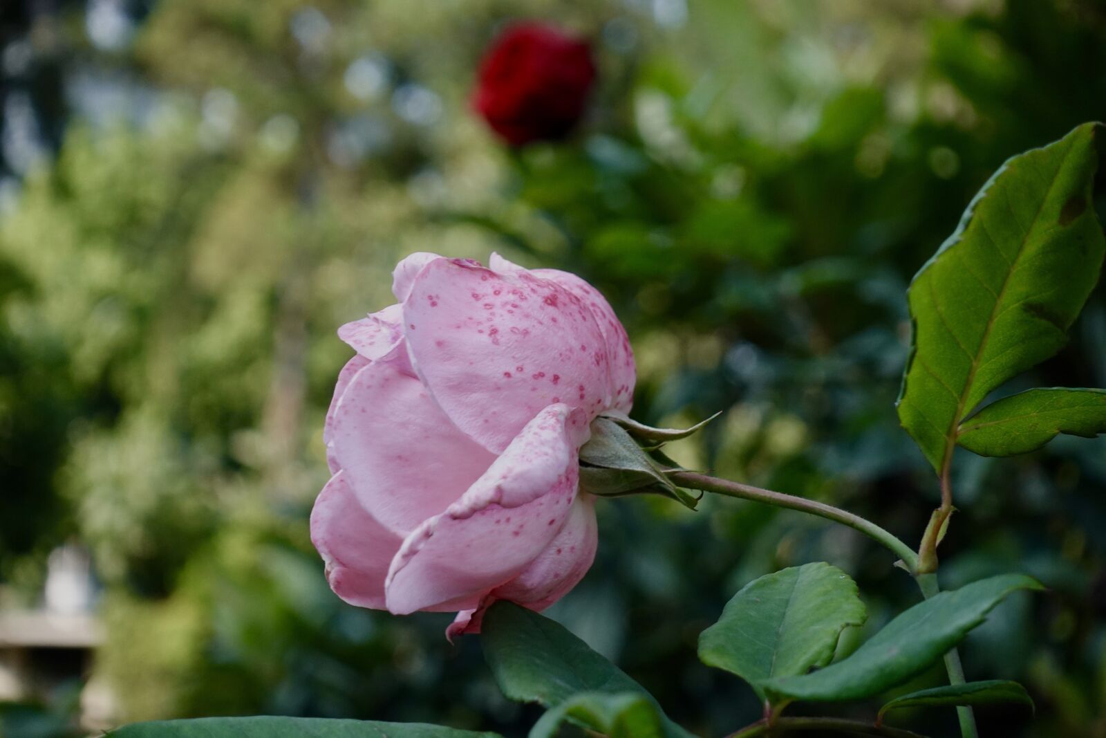 Sony DSC-RX100M5A sample photo. Pink, mother, spring photography