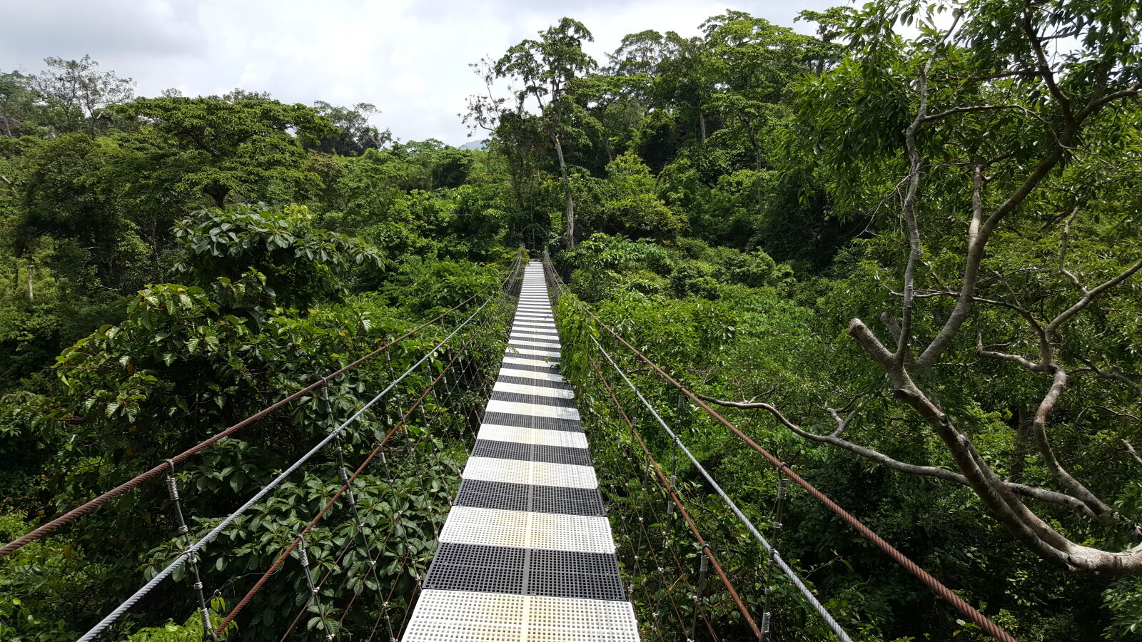 Samsung Galaxy Note5 sample photo. Bridge, forest, hanging, bridge photography