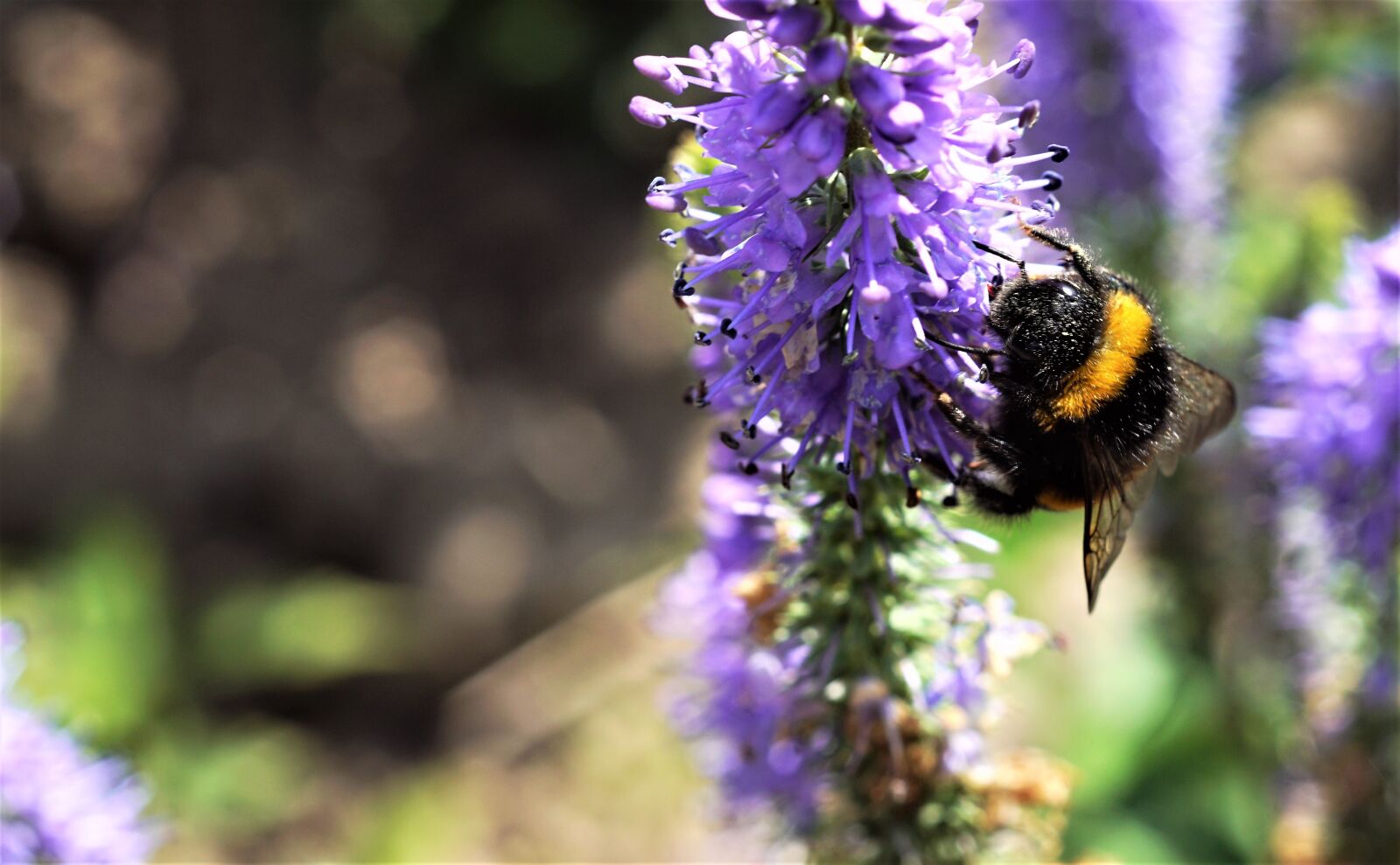 Sony SLT-A68 + MACRO 50mm F2.8 sample photo. Bumblebee, nature, flower photography