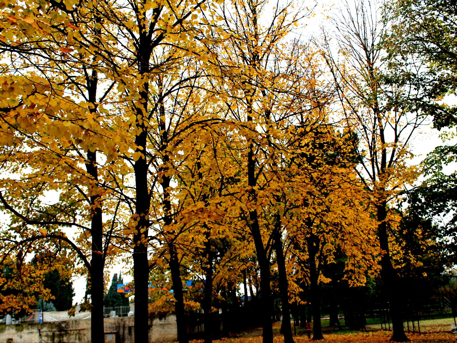 Canon EOS 1100D (EOS Rebel T3 / EOS Kiss X50) sample photo. Autumn, leaves, tree photography