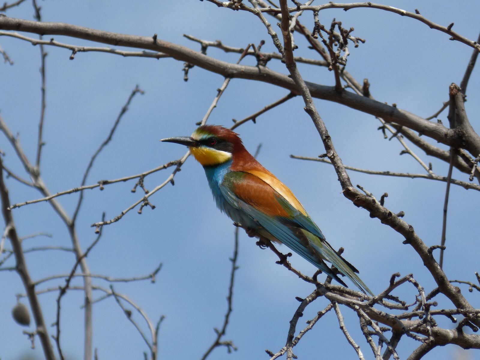 Panasonic DMC-FZ62 sample photo. Bird, bee-eater, abellerol photography
