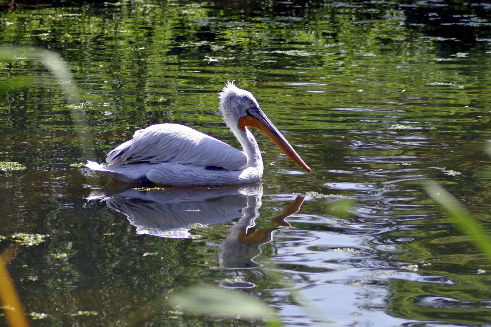 Pentax K-S2 sample photo. Pelikan, bird, amp shipping photography
