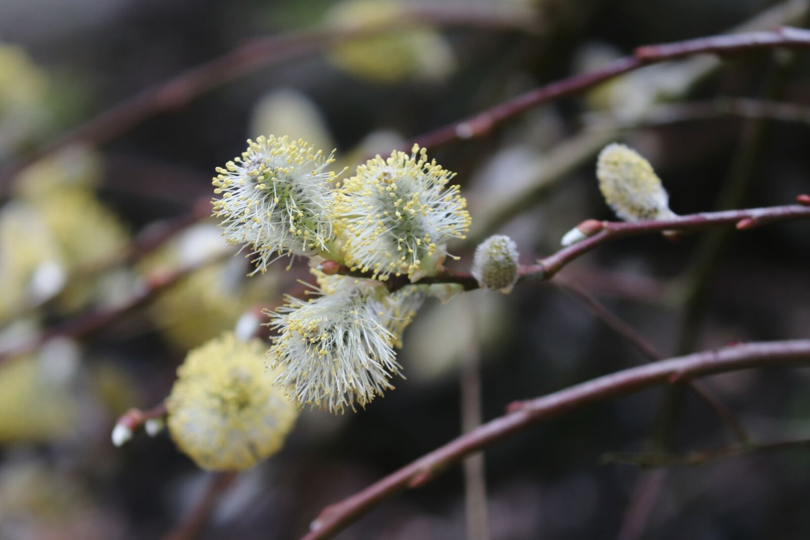 Canon EOS 200D (EOS Rebel SL2 / EOS Kiss X9) sample photo. Willow catkin, blossomed, inflorescence photography