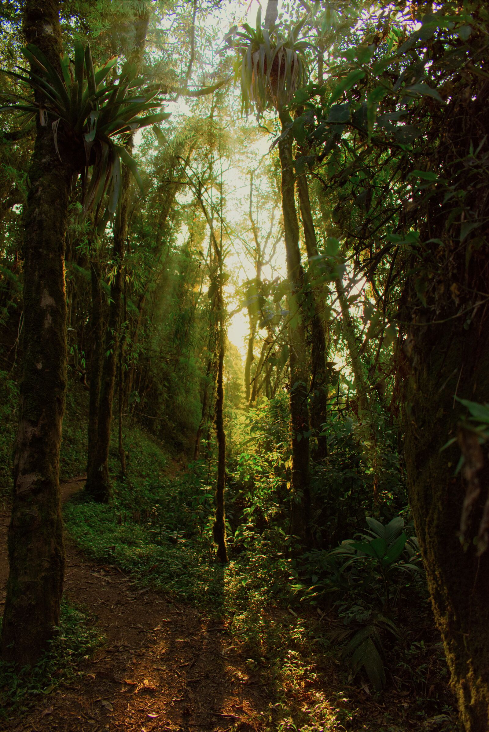 Nikon D5600 sample photo. Rainforest, sunlight, forest photography