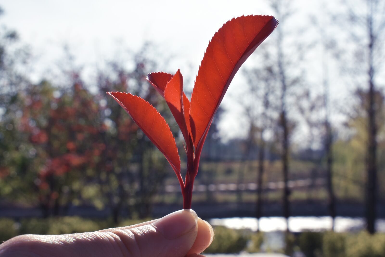 Nikon D3400 sample photo. Nature, outdoor, tree photography
