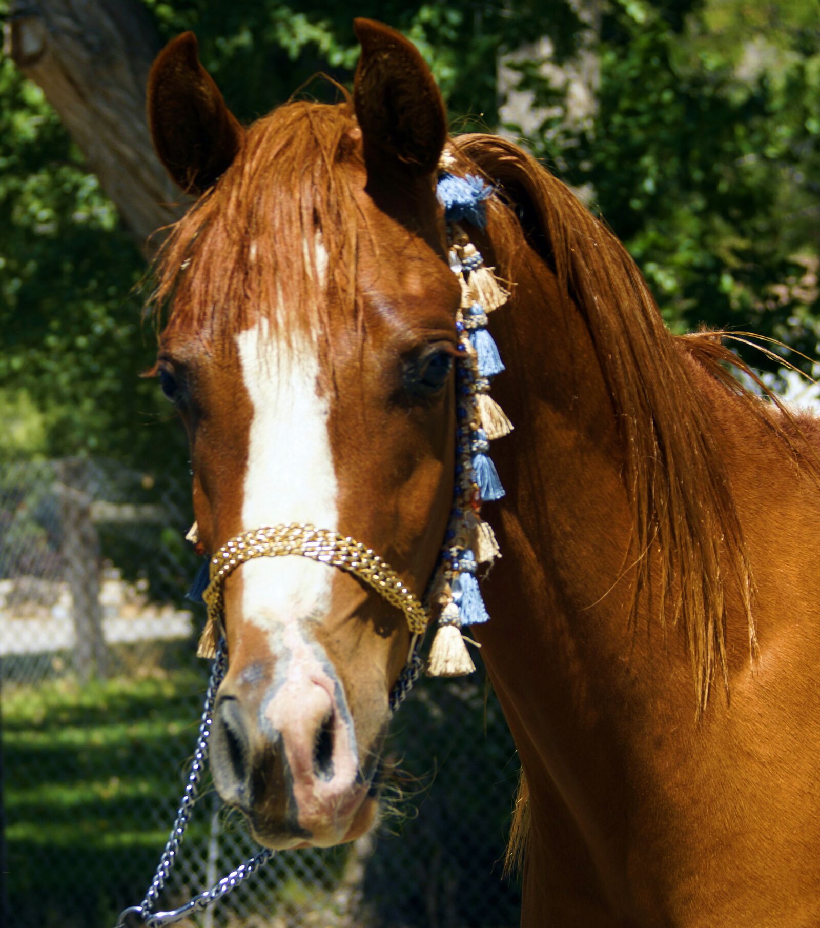 Sony SLT-A77 sample photo. Horse, arabian, mare photography