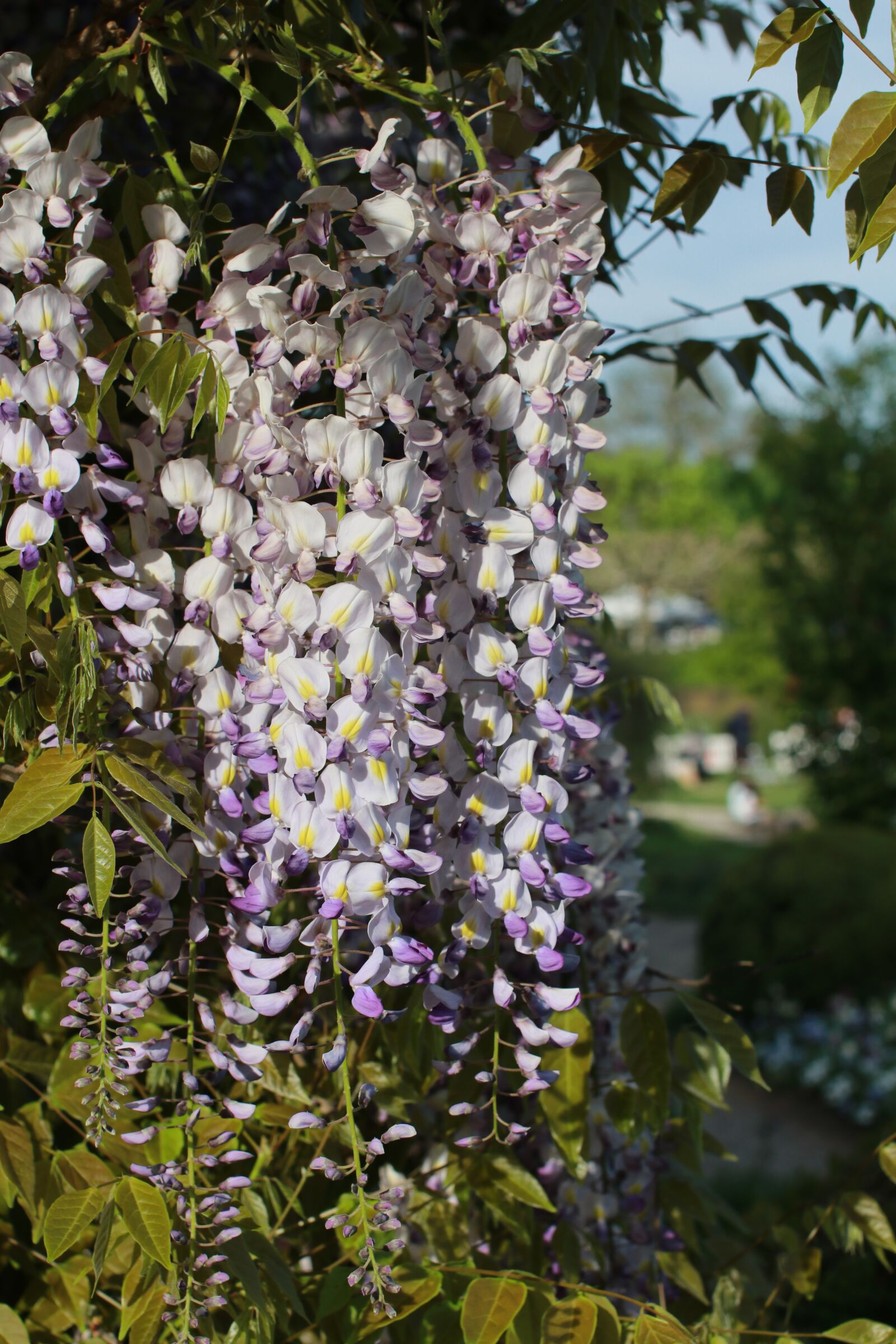 Canon EOS 80D sample photo. Plant, flower, nature photography