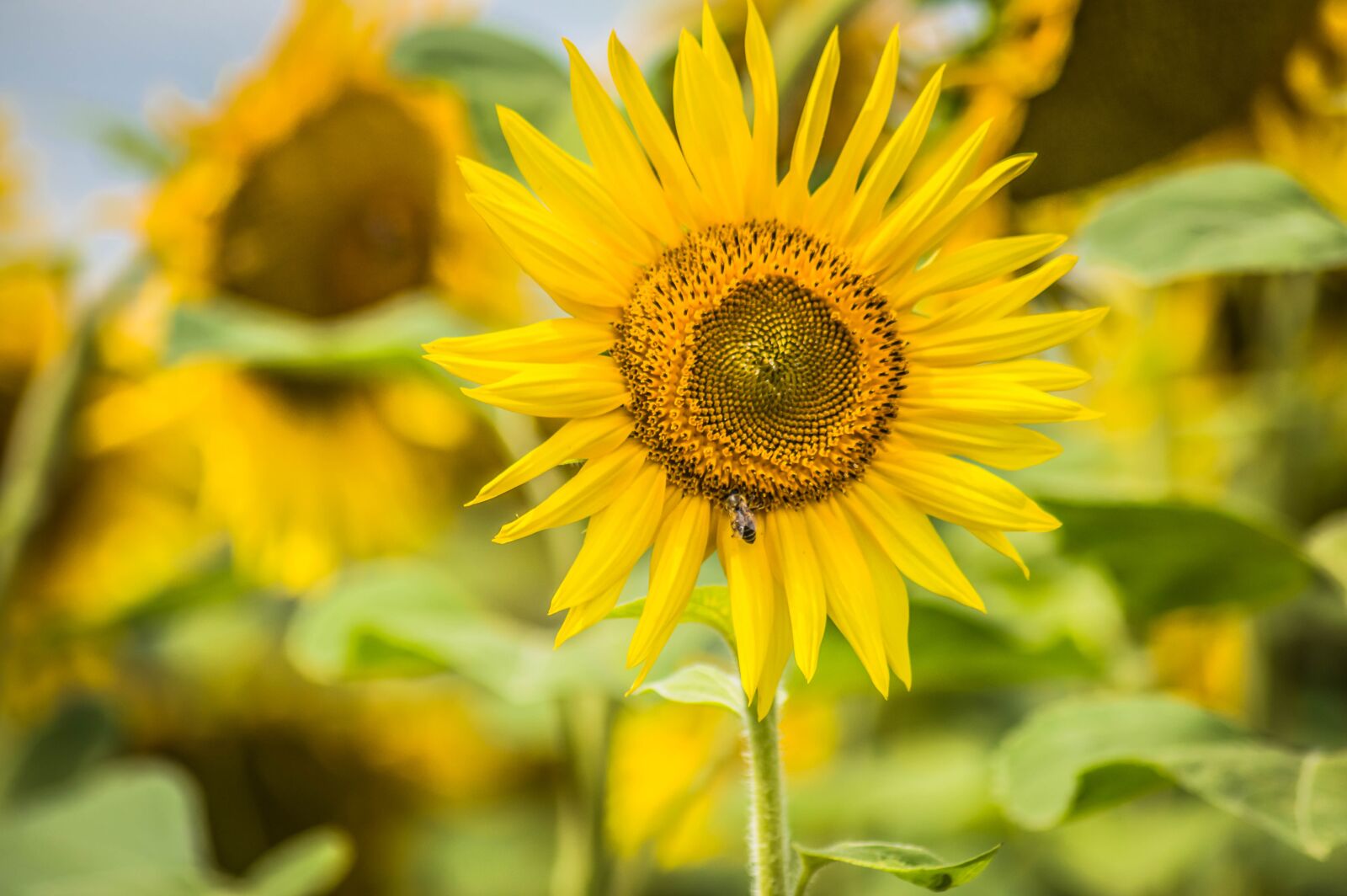 Nikon D3200 sample photo. Sun, sunflower, yellow photography
