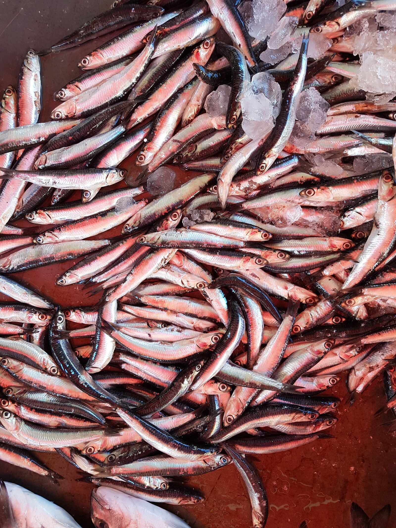 Samsung Galaxy S7 sample photo. Fish, food, seafood photography