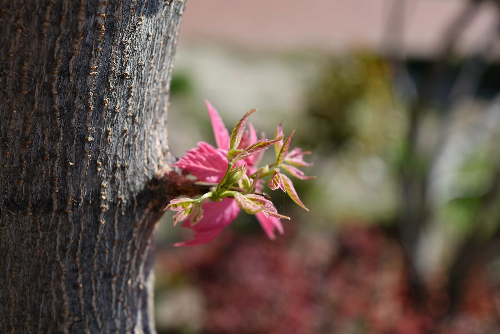 Nikon D5500 sample photo. Plant, flower, shrub, nature photography