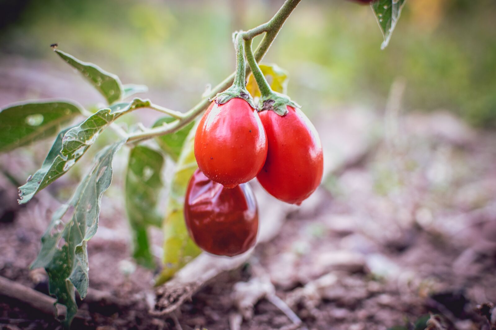 Nikon D3300 sample photo. Tomato, cerrado, fruit photography