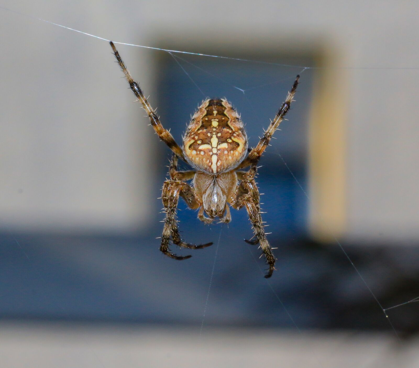 Sigma 70mm F2.8 EX DG Macro sample photo. Spider, arachnid, cobweb photography