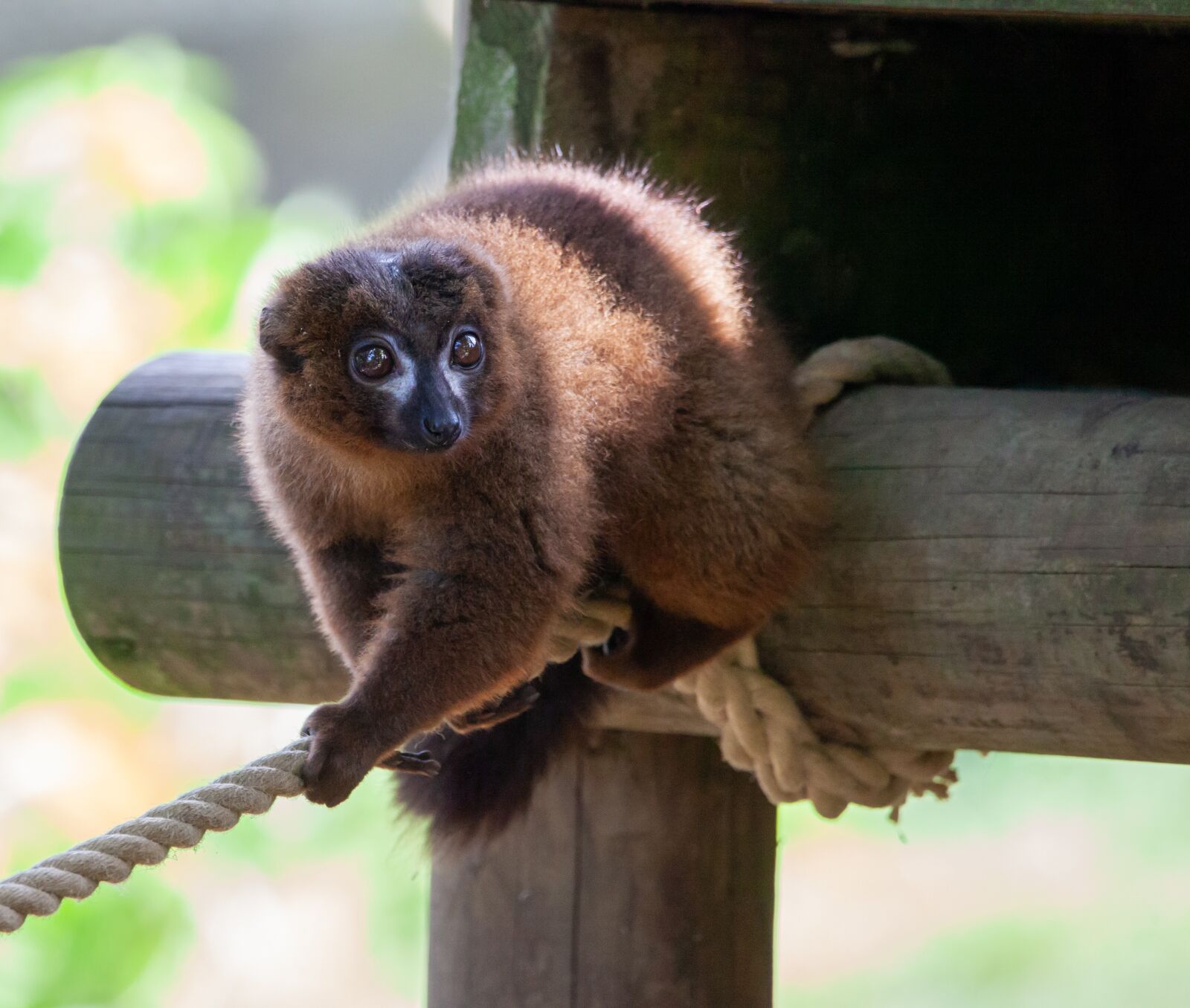 150-600mm F5-6.3 DG OS HSM | Contemporary 015 sample photo. Red-bellied lemur, endangered, lemur photography