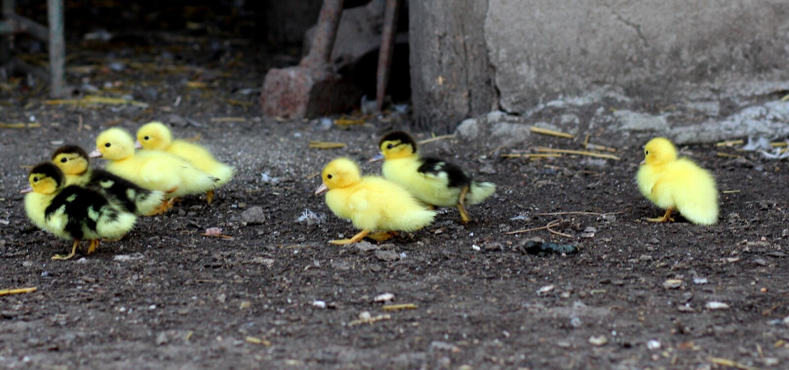 Canon EOS 700D (EOS Rebel T5i / EOS Kiss X7i) + Canon EF 85mm F1.8 USM sample photo. Duckling, birds, yellow photography
