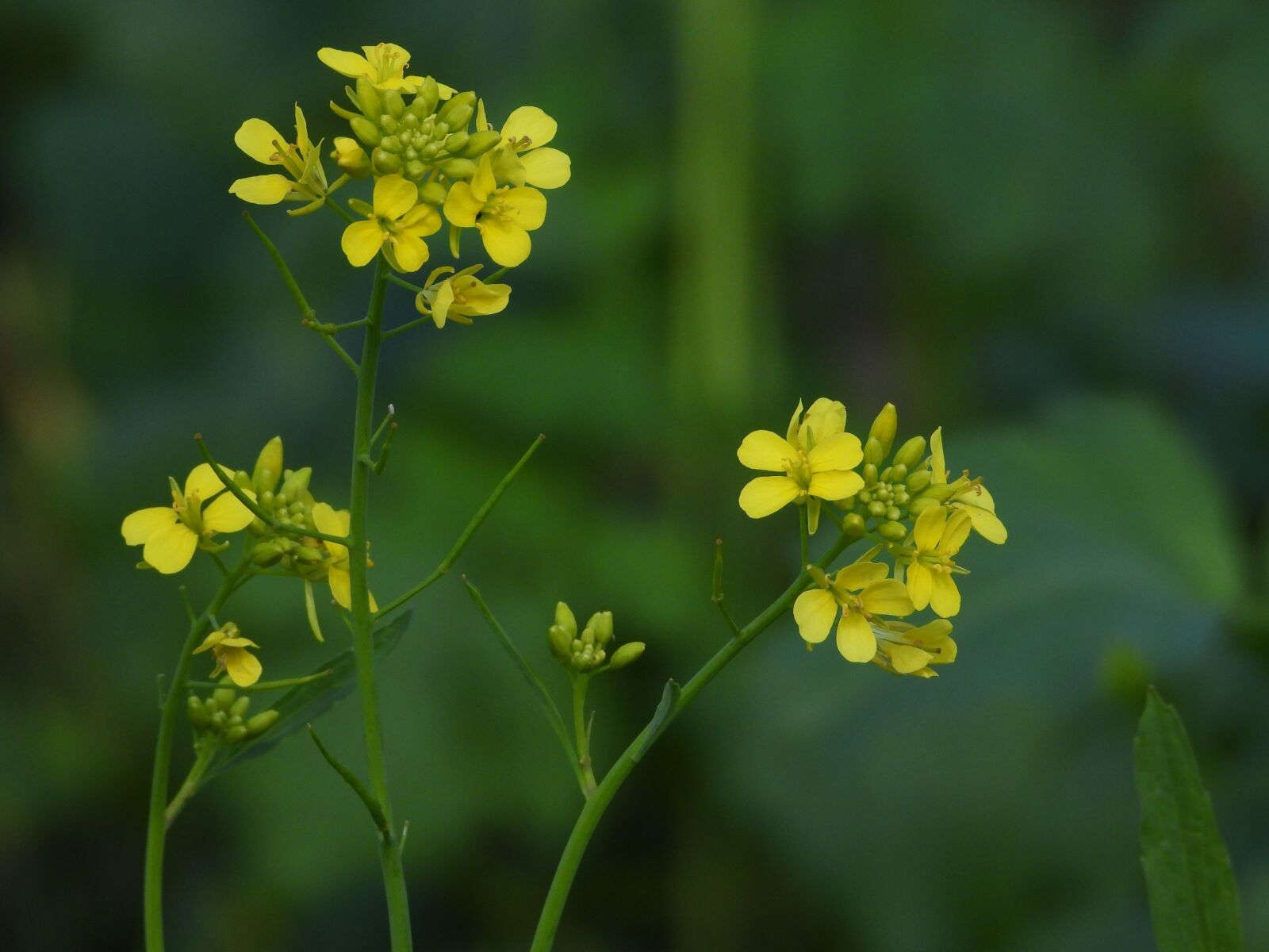 Nikon Coolpix P1000 sample photo. Rapeseed, flowers of rapeseed photography