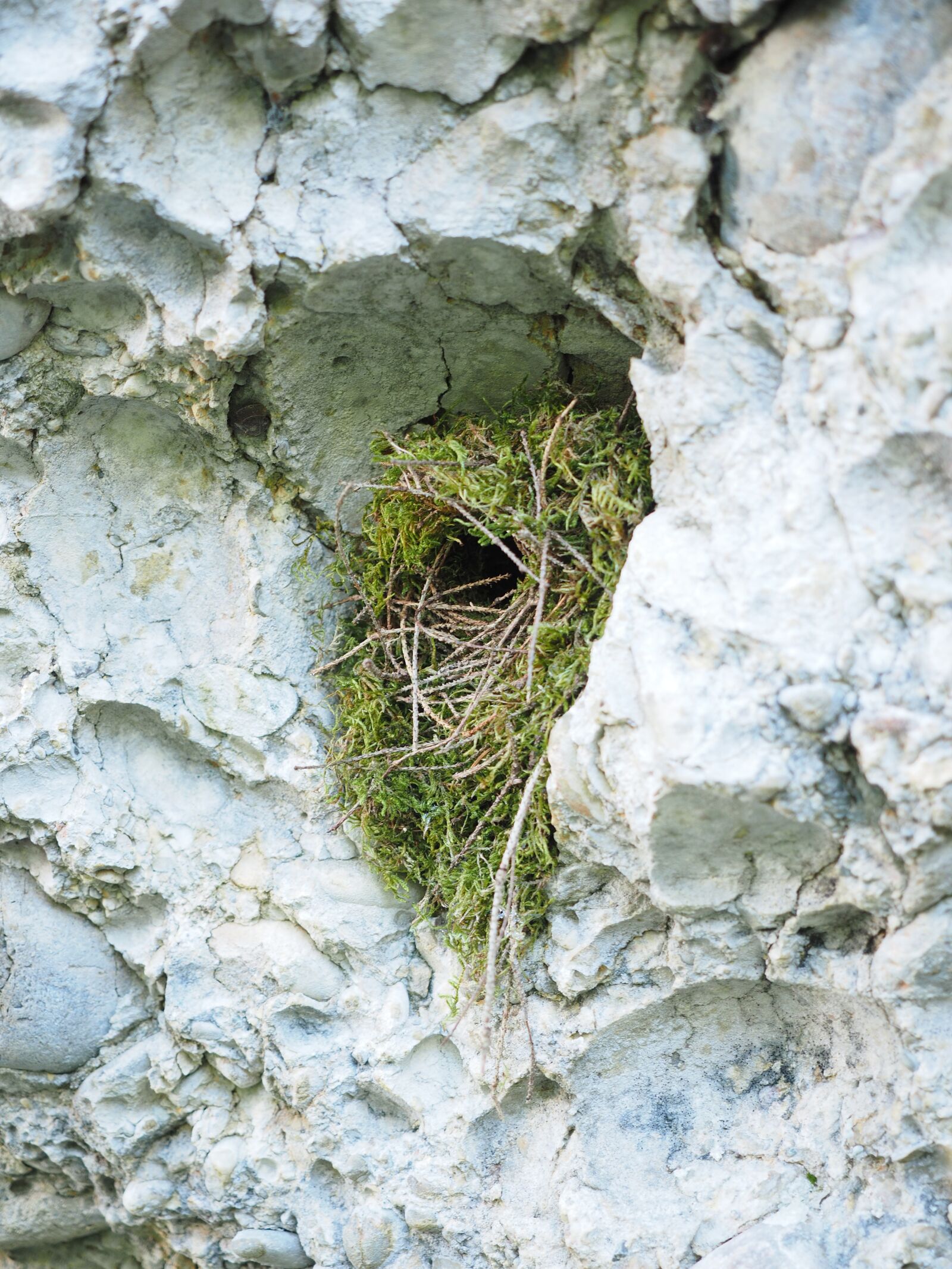 Olympus OM-D E-M1 + Olympus M.Zuiko Digital ED 12-40mm F2.8 Pro sample photo. Bird's nest, nest building photography