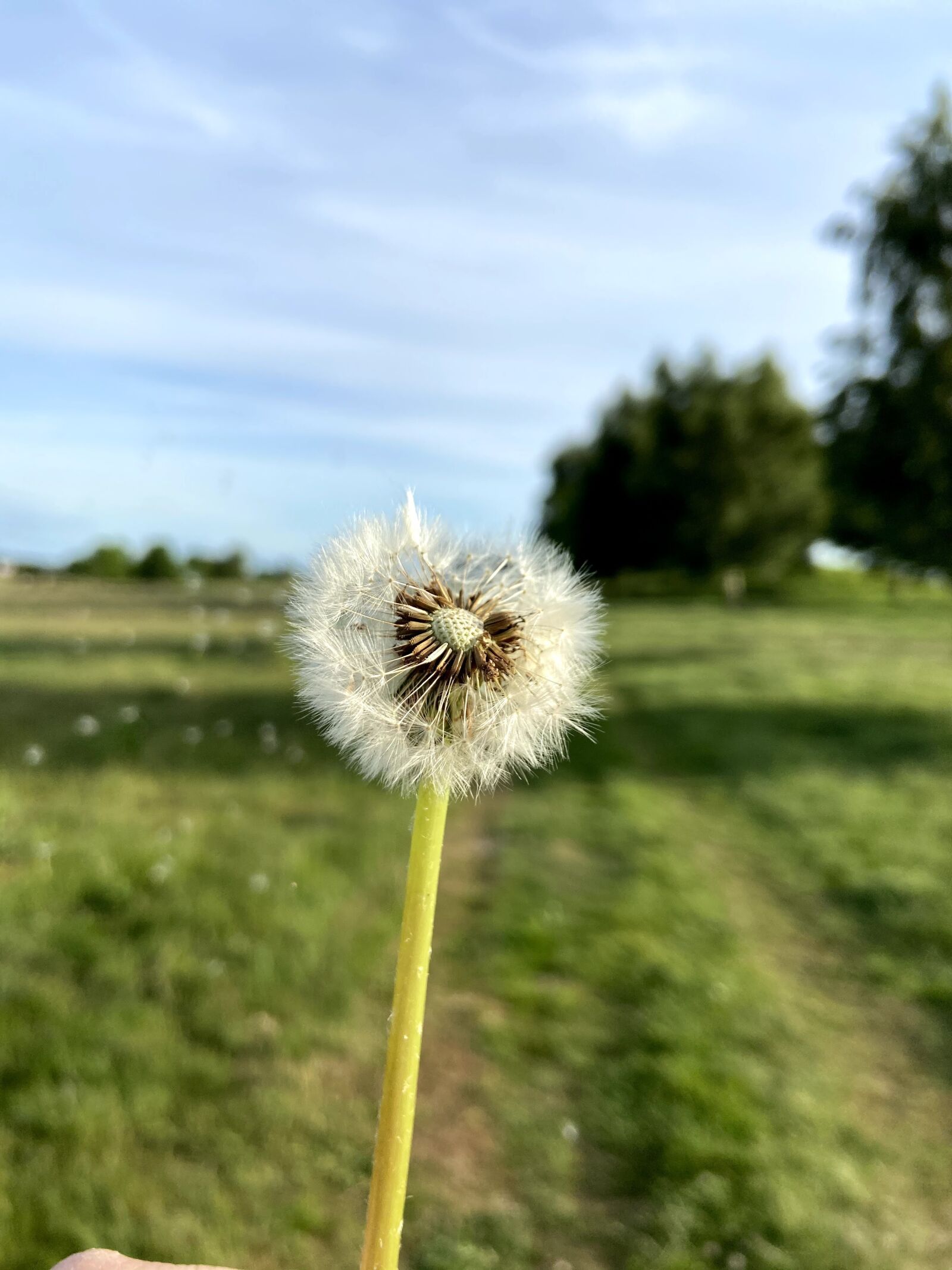 Apple iPhone 11 sample photo. Dandelion, countryside, weed photography