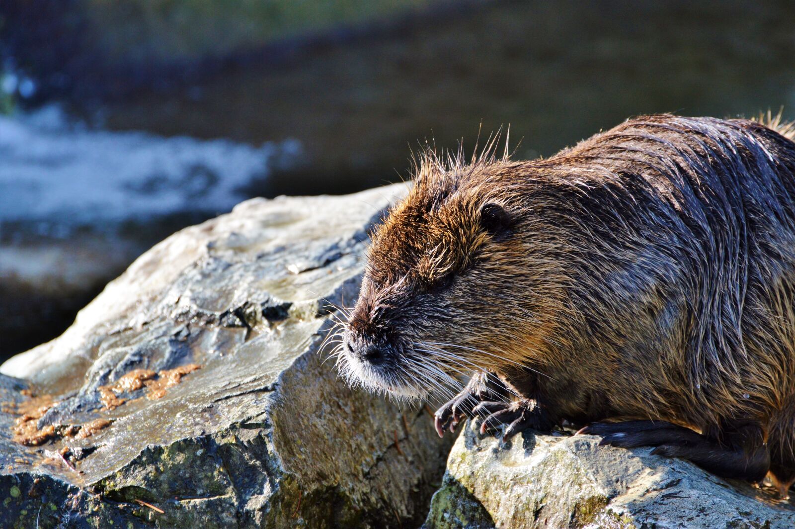Nikon D3200 sample photo. Nutria, rodent, water rat photography