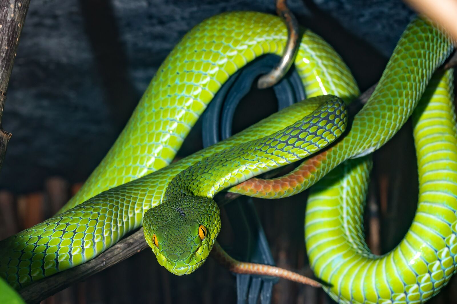 Canon EOS 5D Mark IV sample photo. Snake, venomous snake, green photography